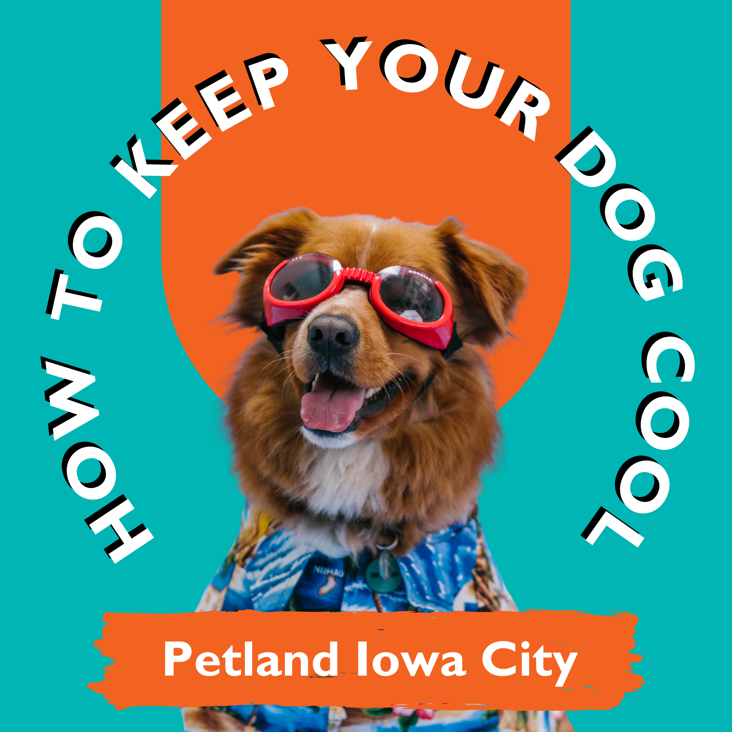 PAWSitively Petland Show