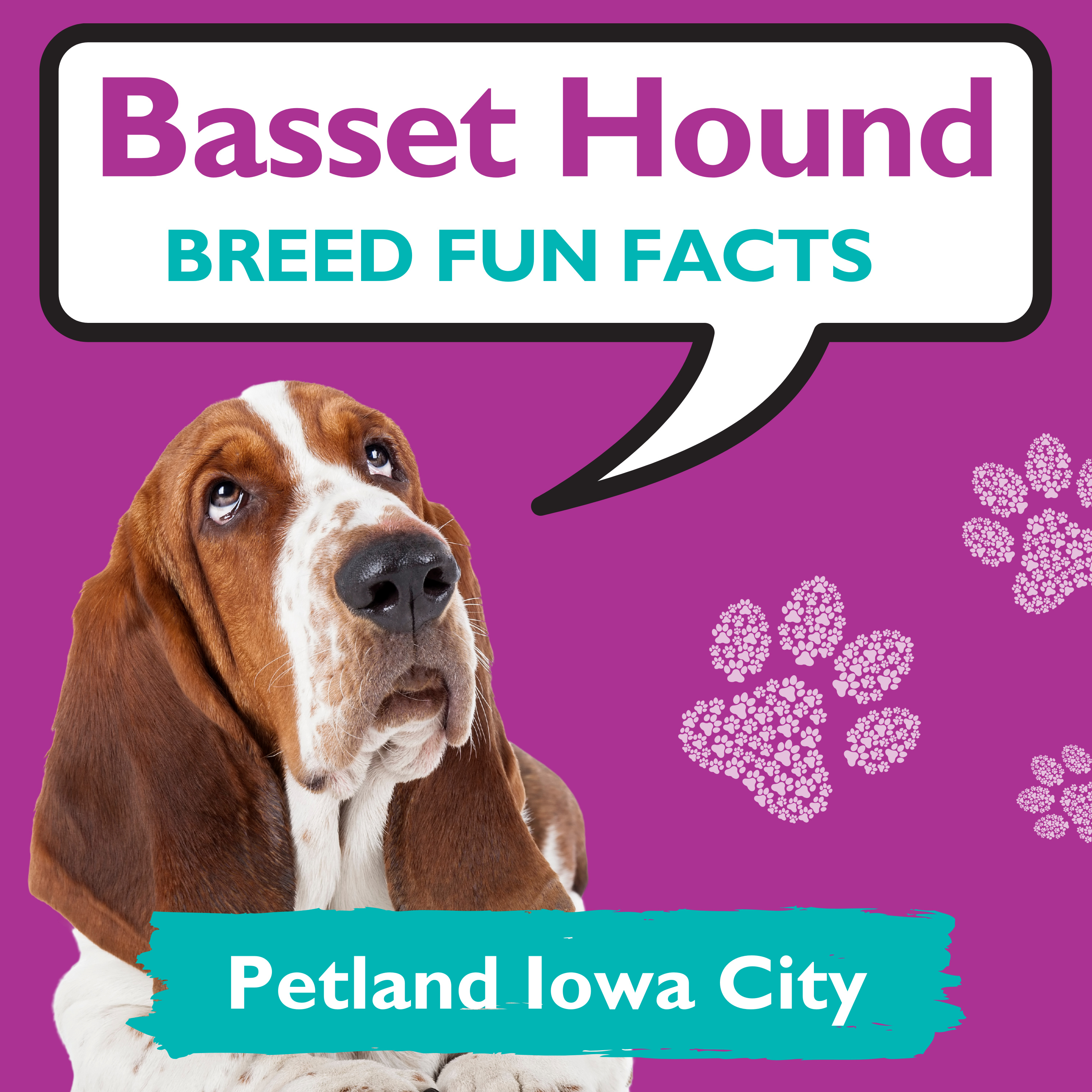 PAWSitively Petland Show