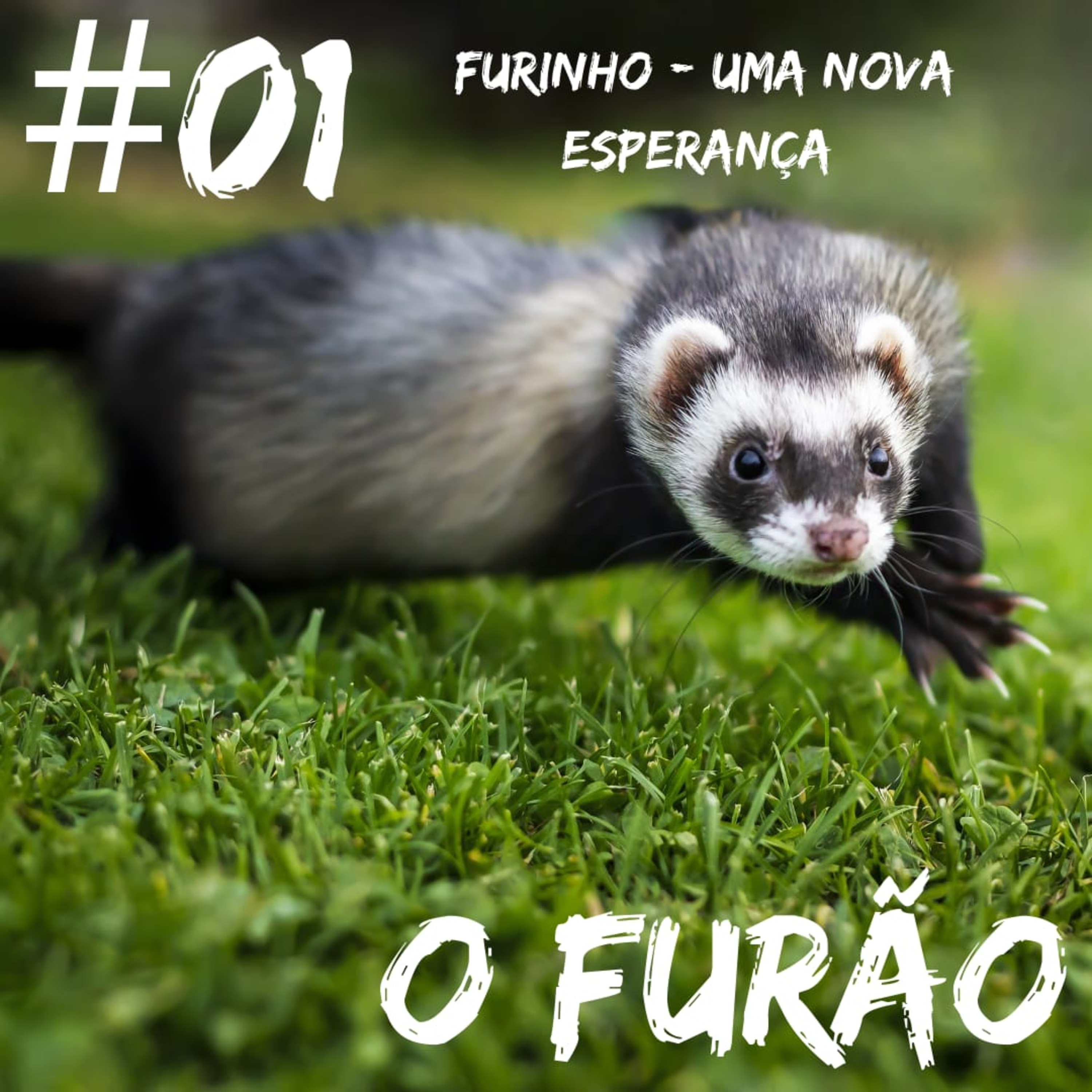 O Furão