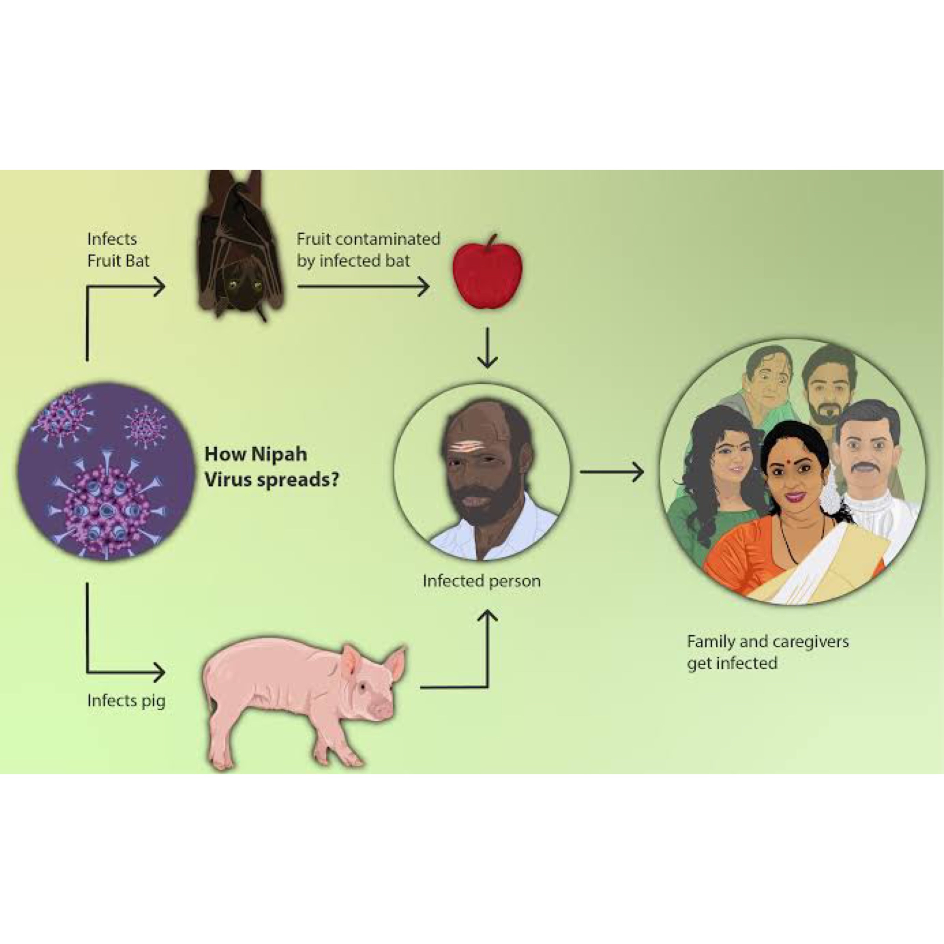 നിപ്പയെ പറ്റി അറിയേണ്ടതെന്തെല്ലാം