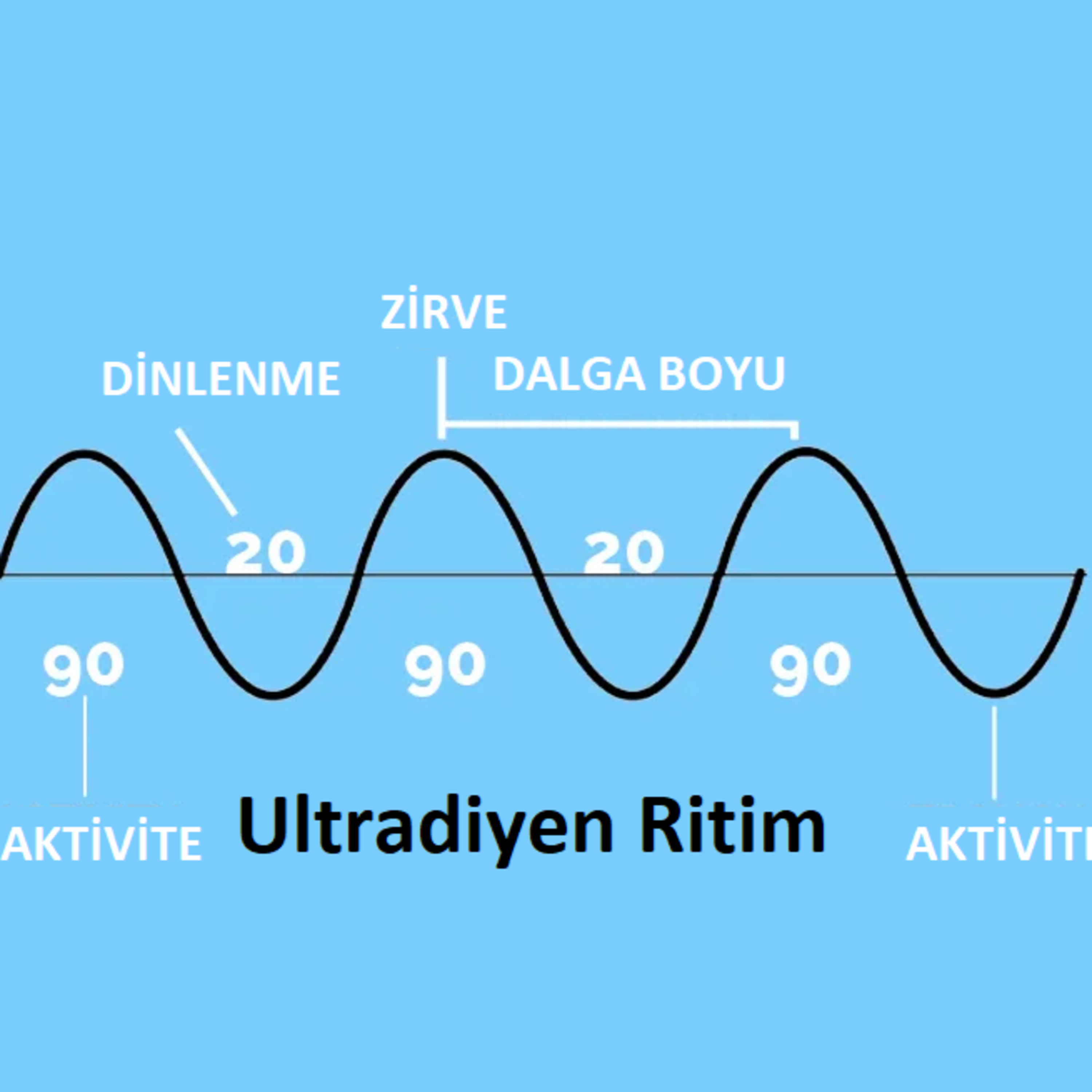 Odaklanarak çalışma ve Ultradiyen Ritim episode artwork