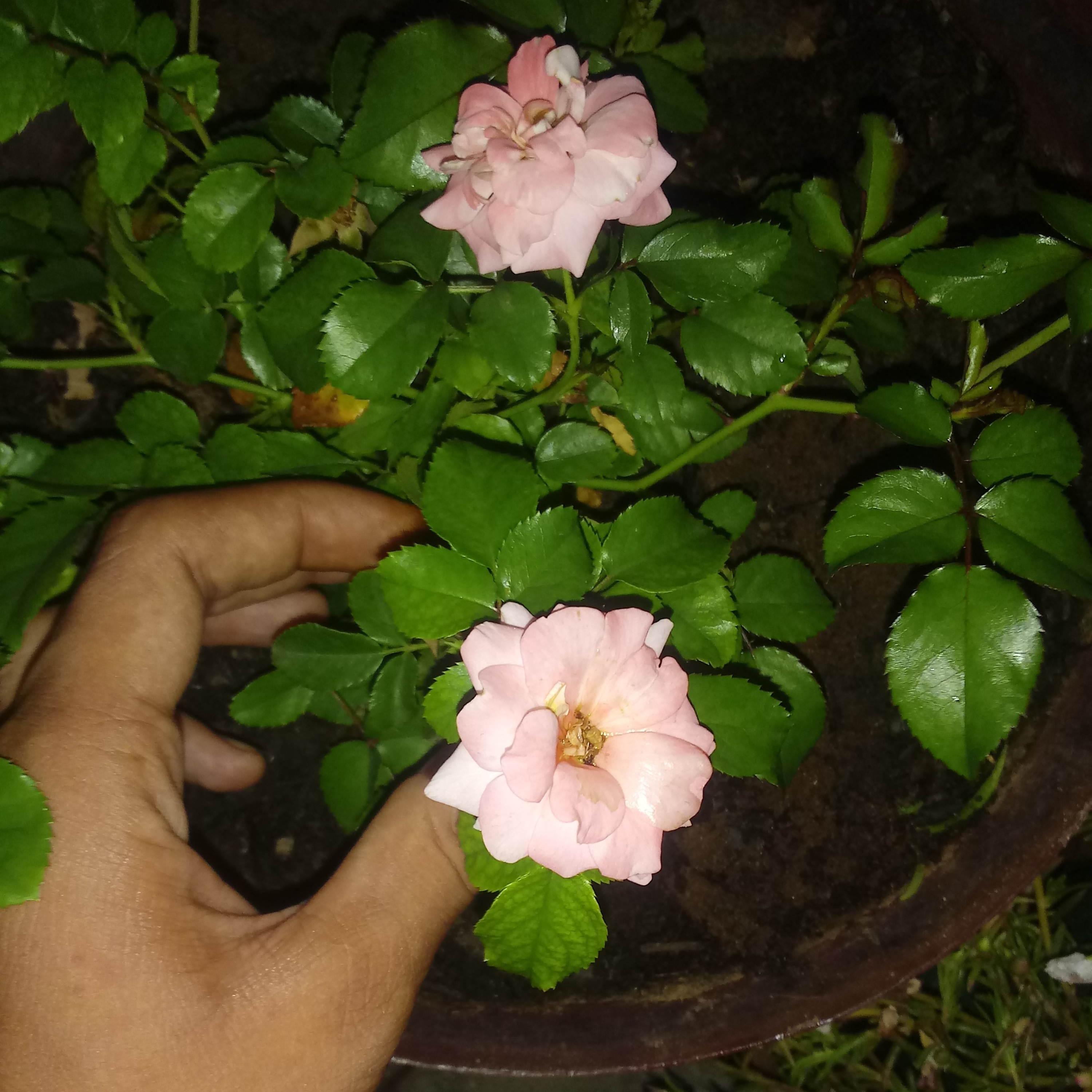 poeta de luz