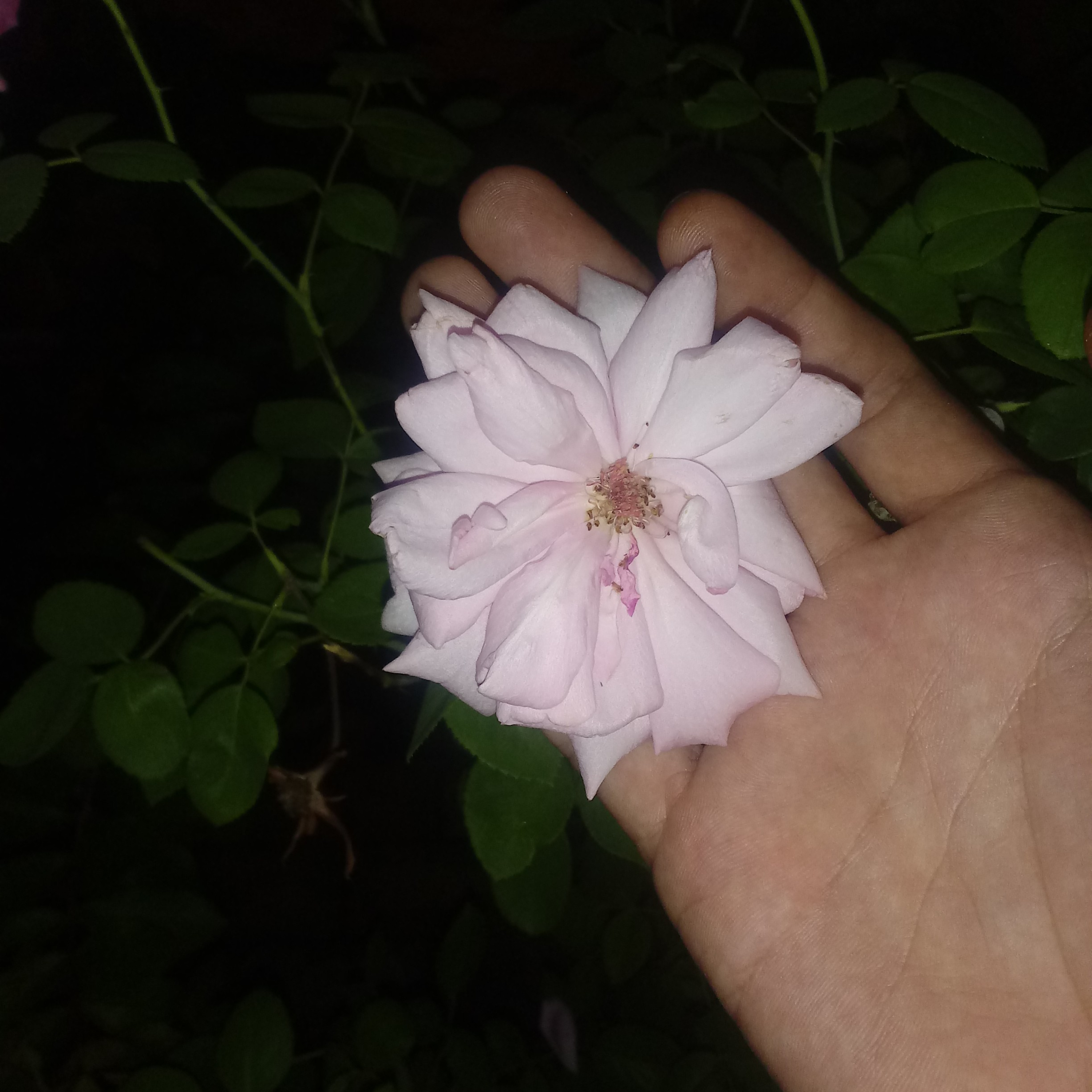 poeta de luz