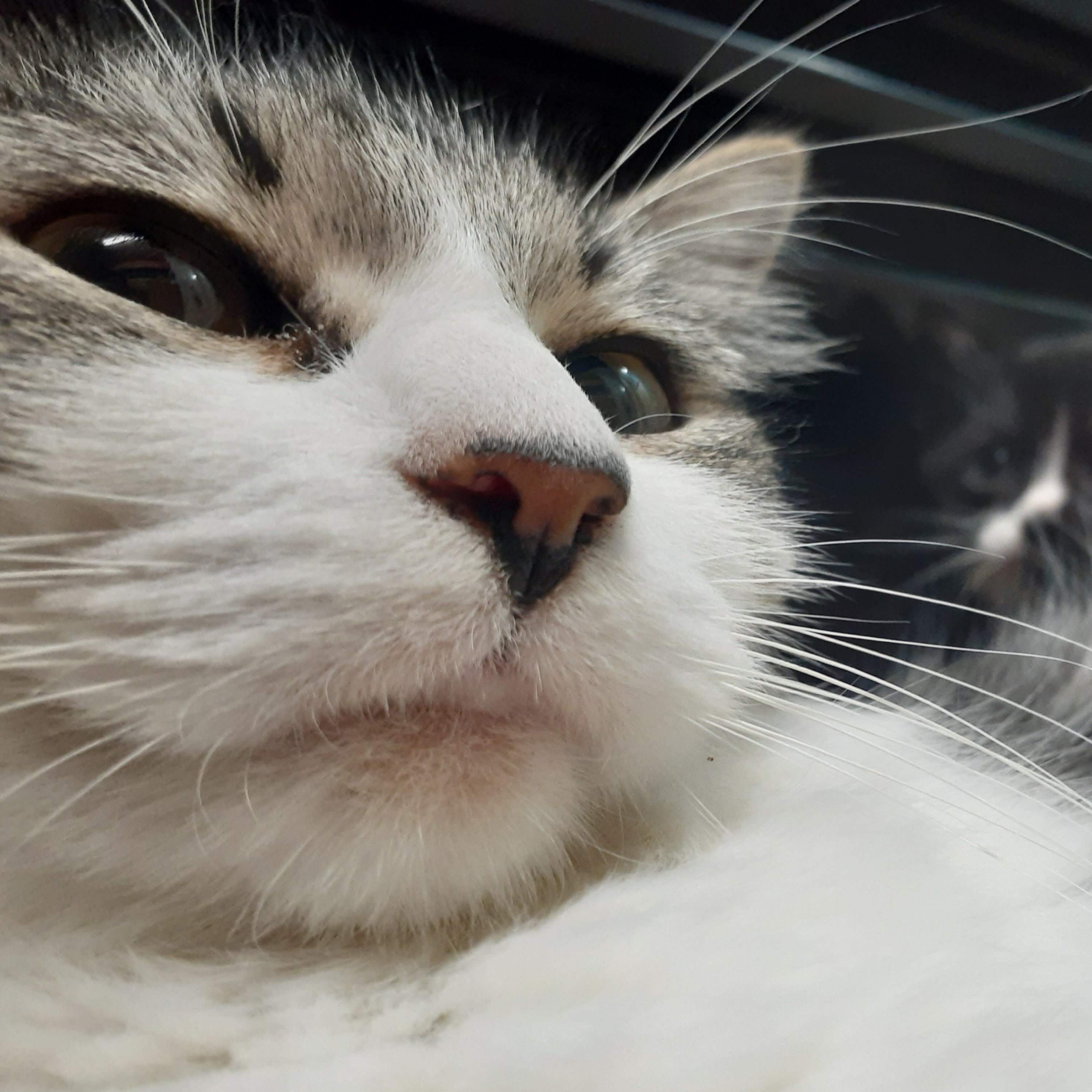 Cat's Officially Out The Bag, Say hello to Kiki and Lizard!