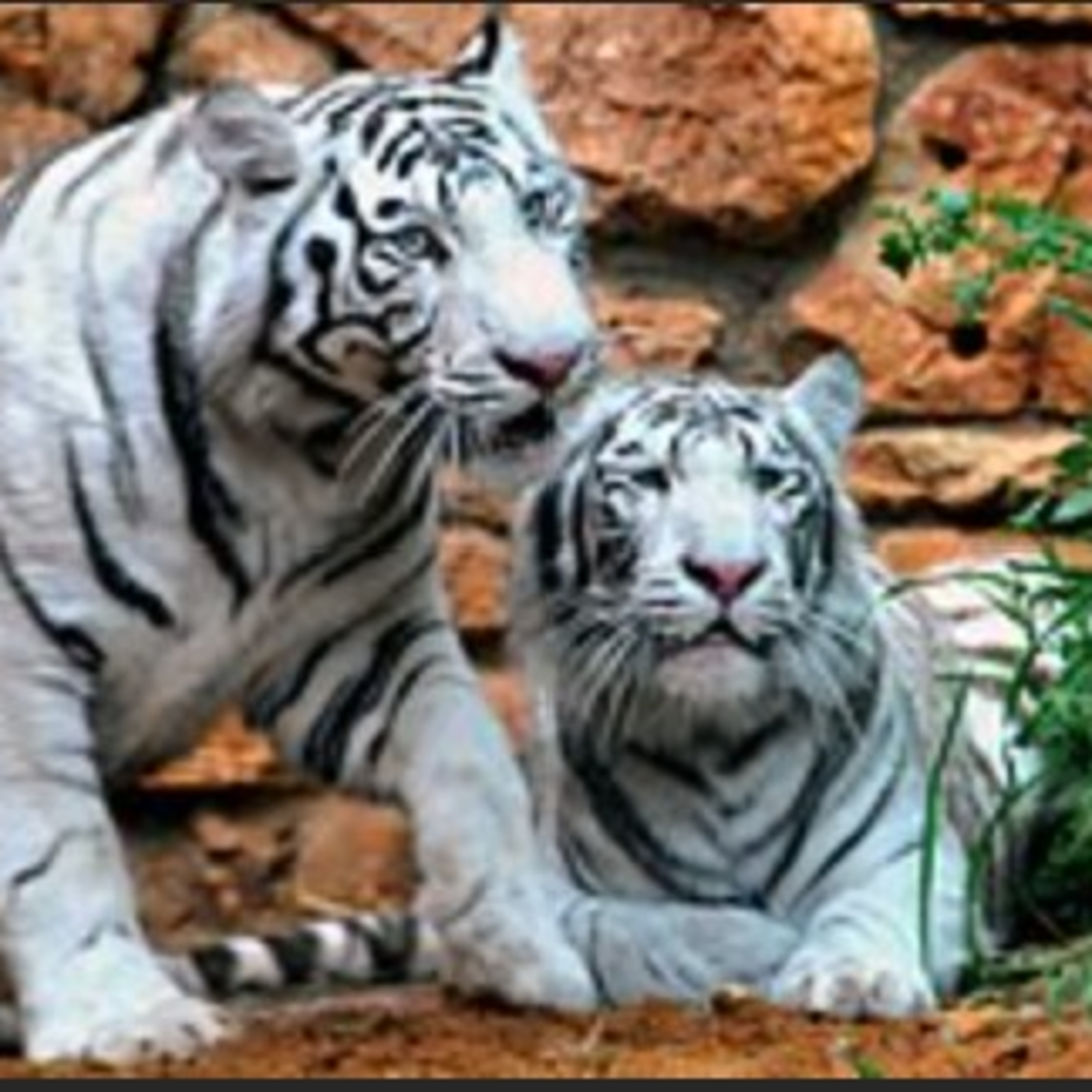 Endangered White Tigers episode artwork