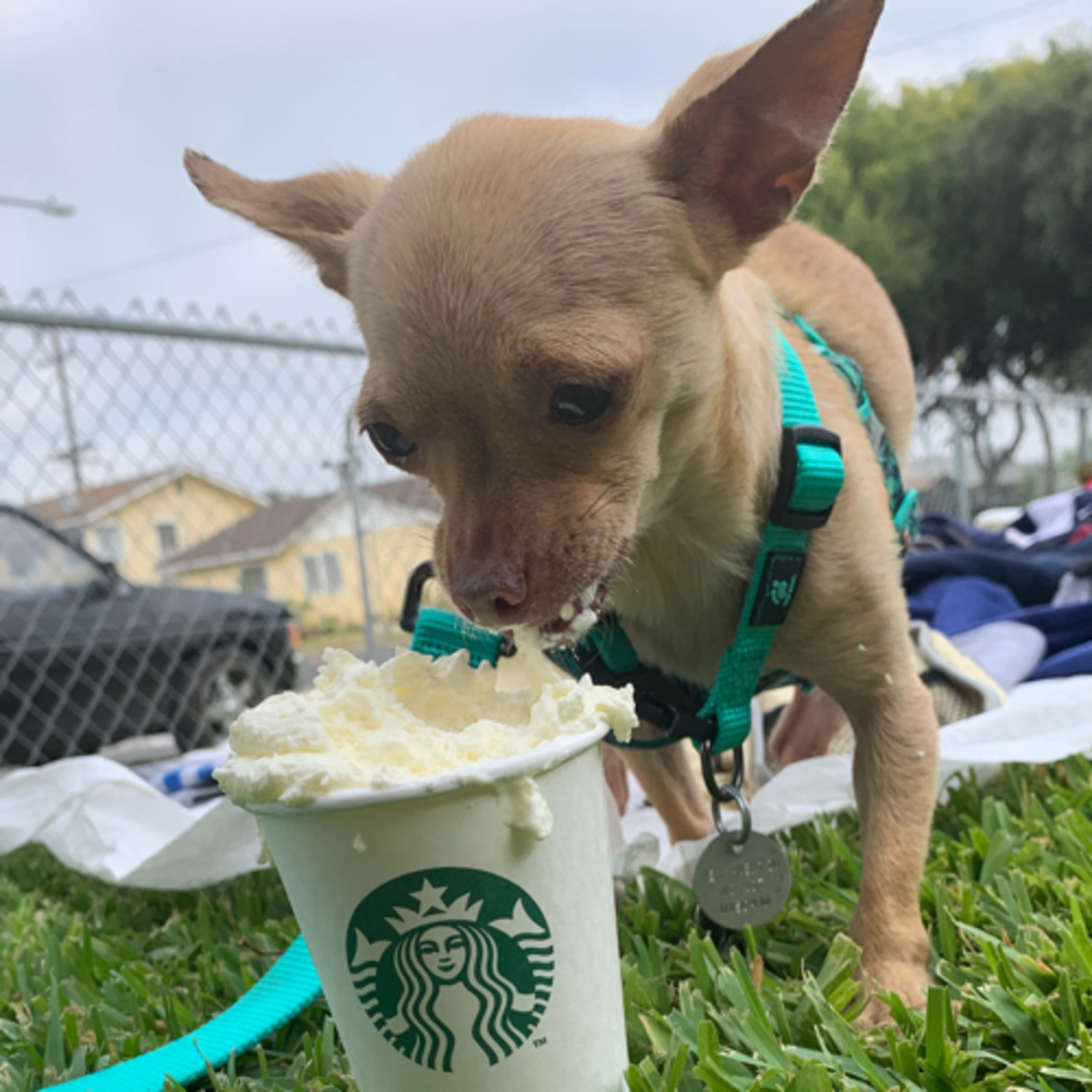 A Morning Cup of Joe: Pawtherhood and the mind of a serial killer