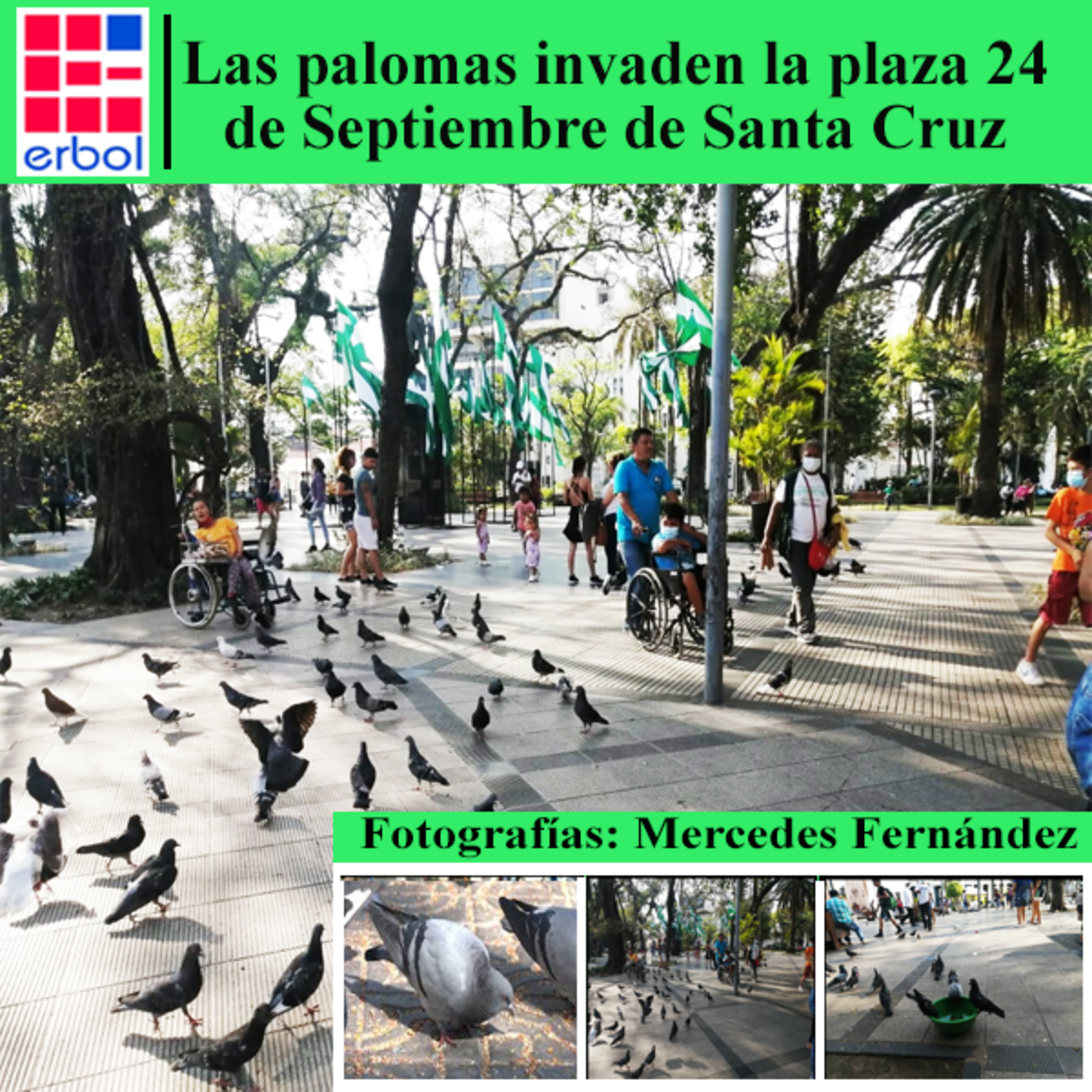 Las palomas invaden la plaza 24 de Septiembre de Santa Cruz episode artwork