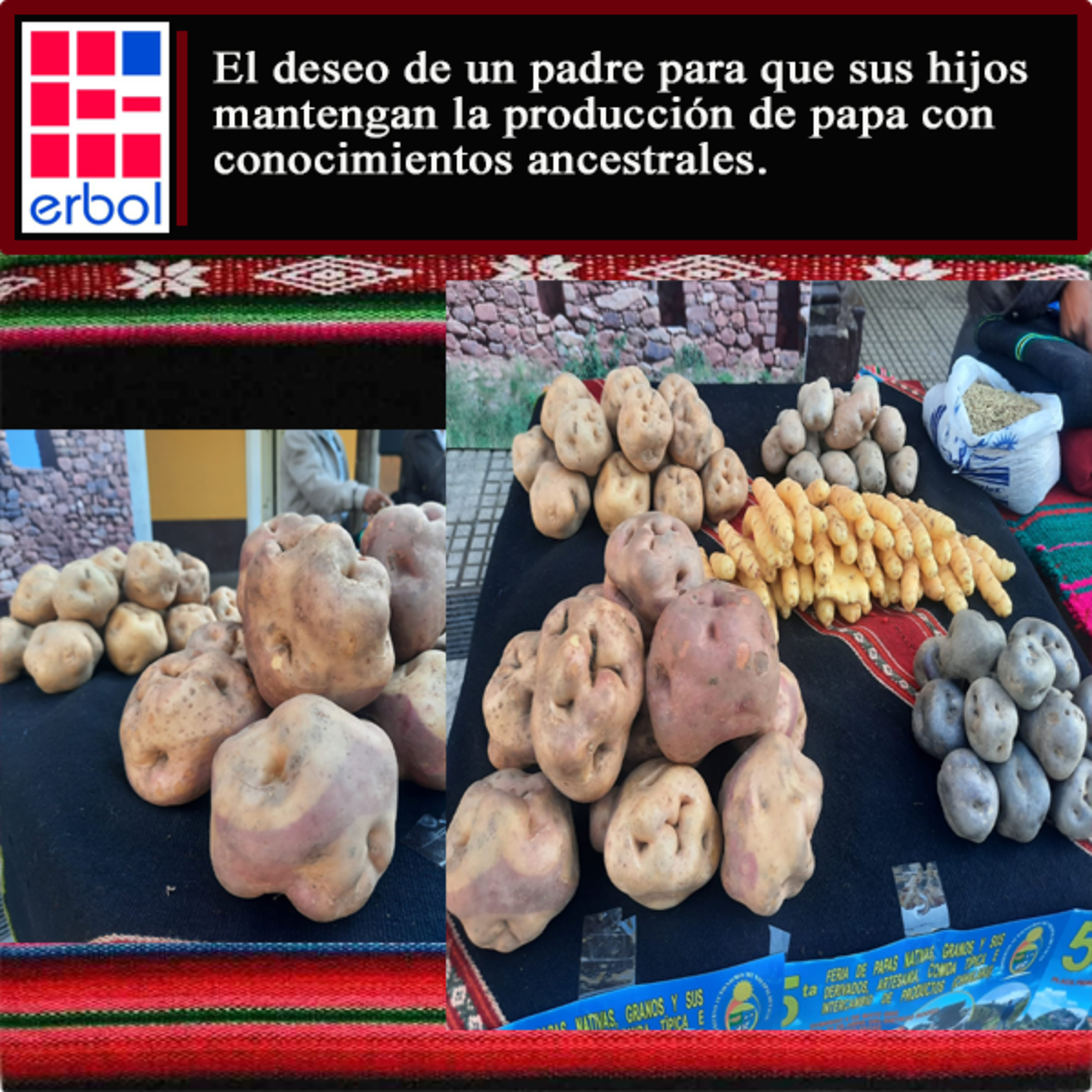 El deseo de un padre para que sus hijos mantengan la producción de papa con conocimientos ancestrales. episode artwork
