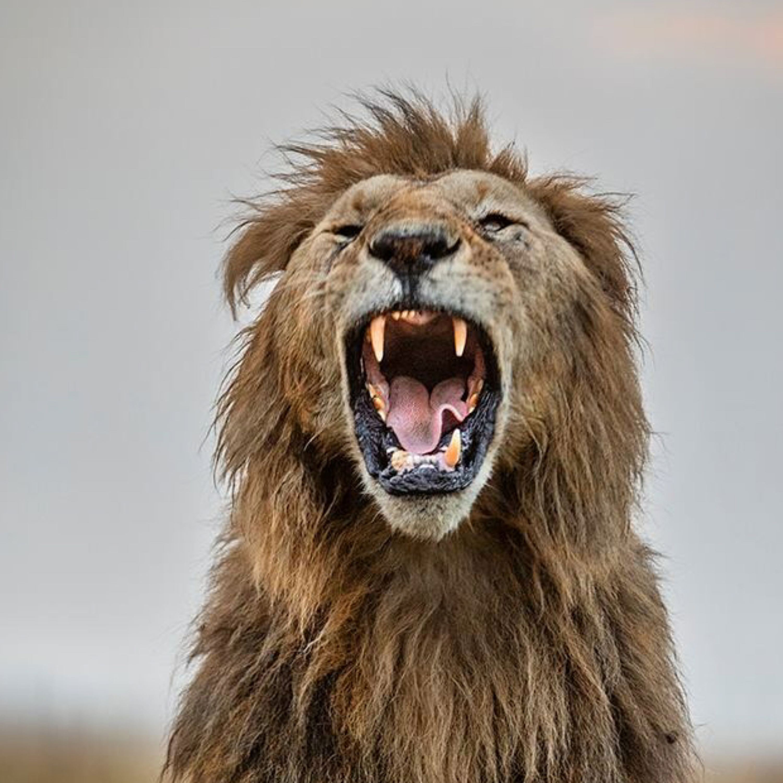 The photo safari podcast. A bit of History