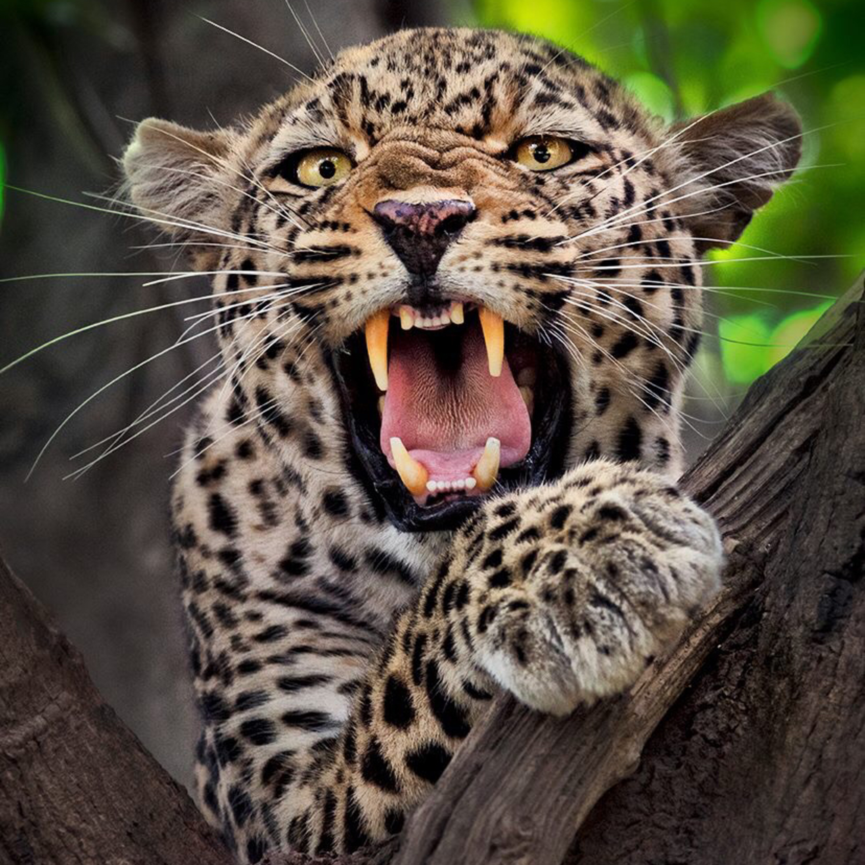 The Tribal sounds and traditions of South Africa.