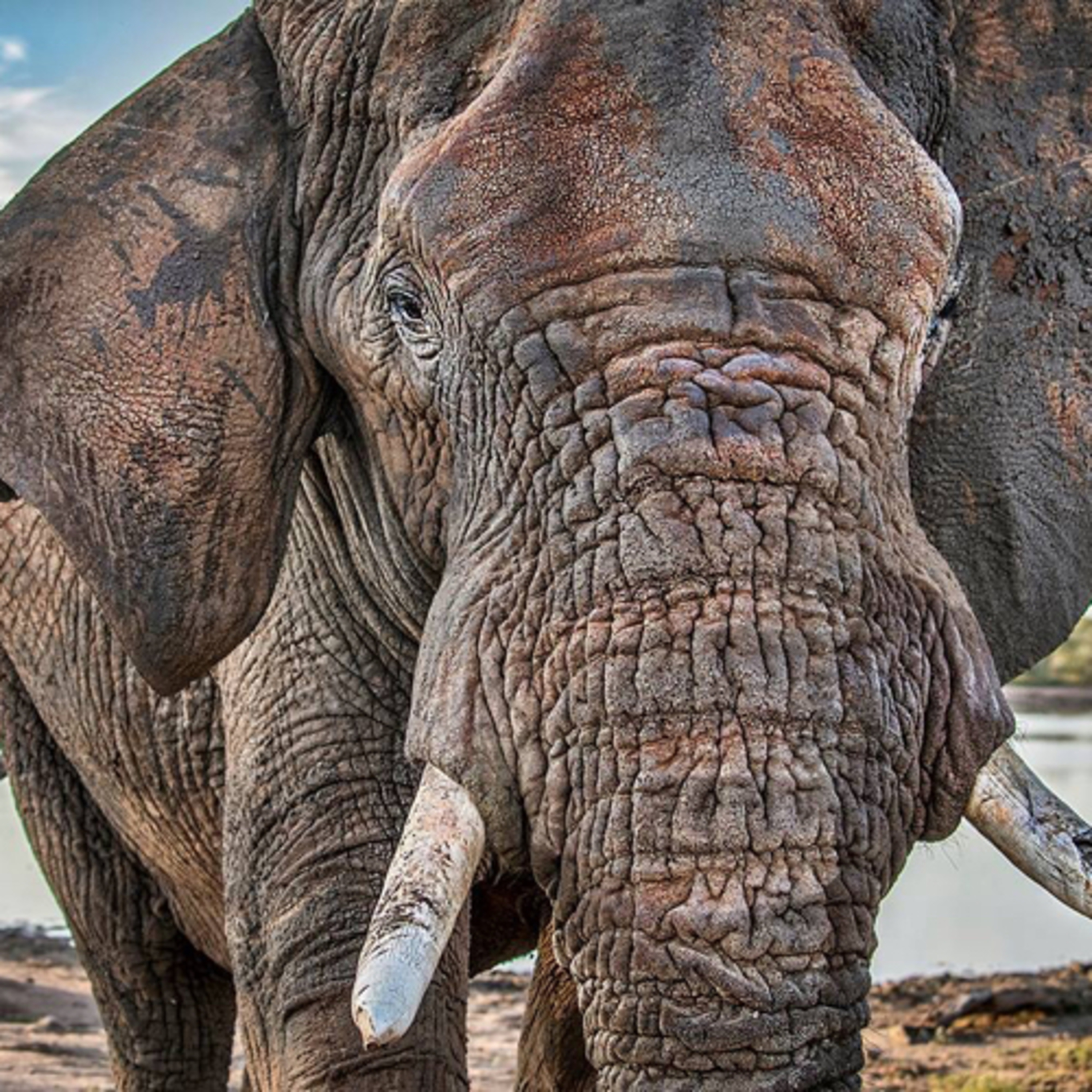 The worlds best safari guides