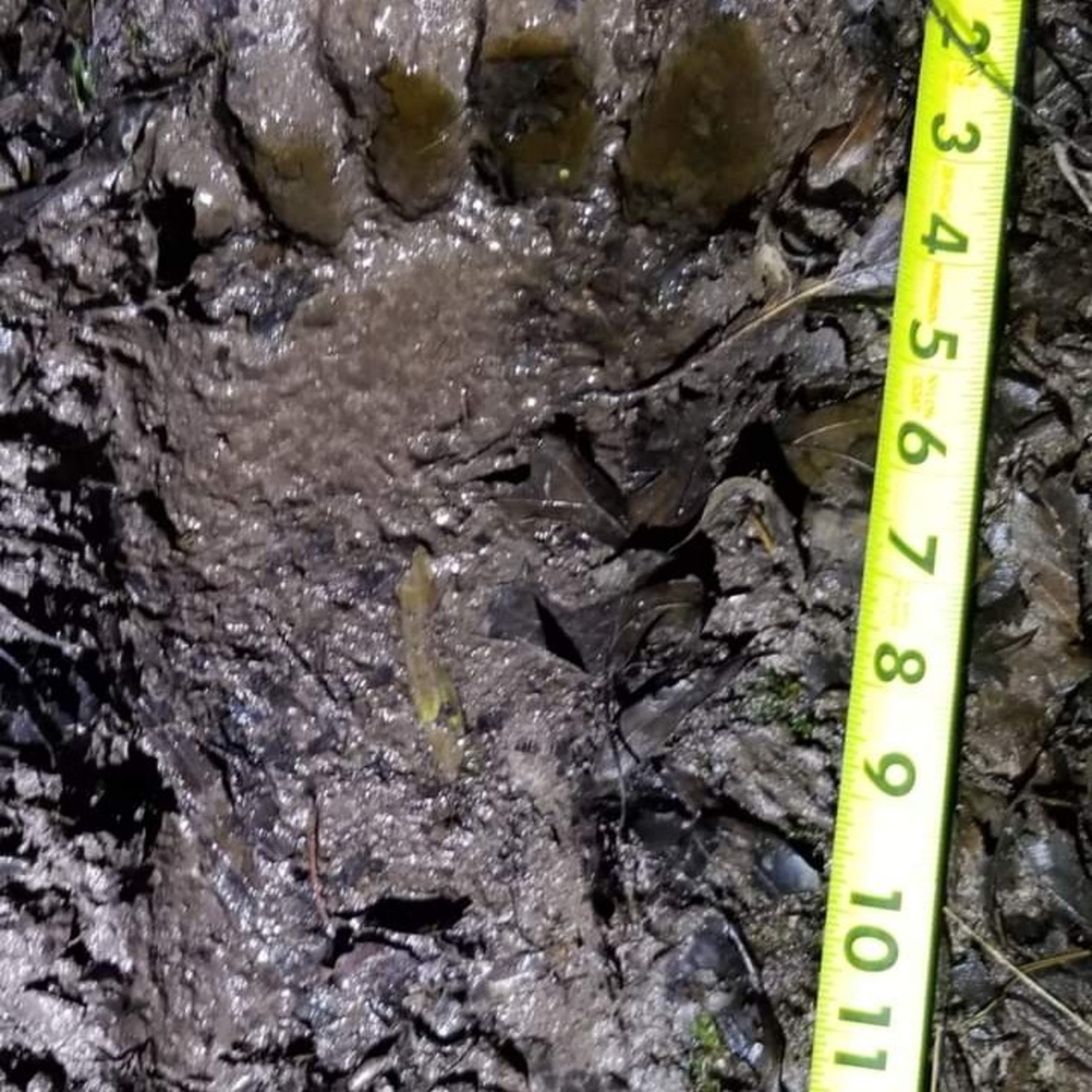 ECBRO BIGFOOT RADIO