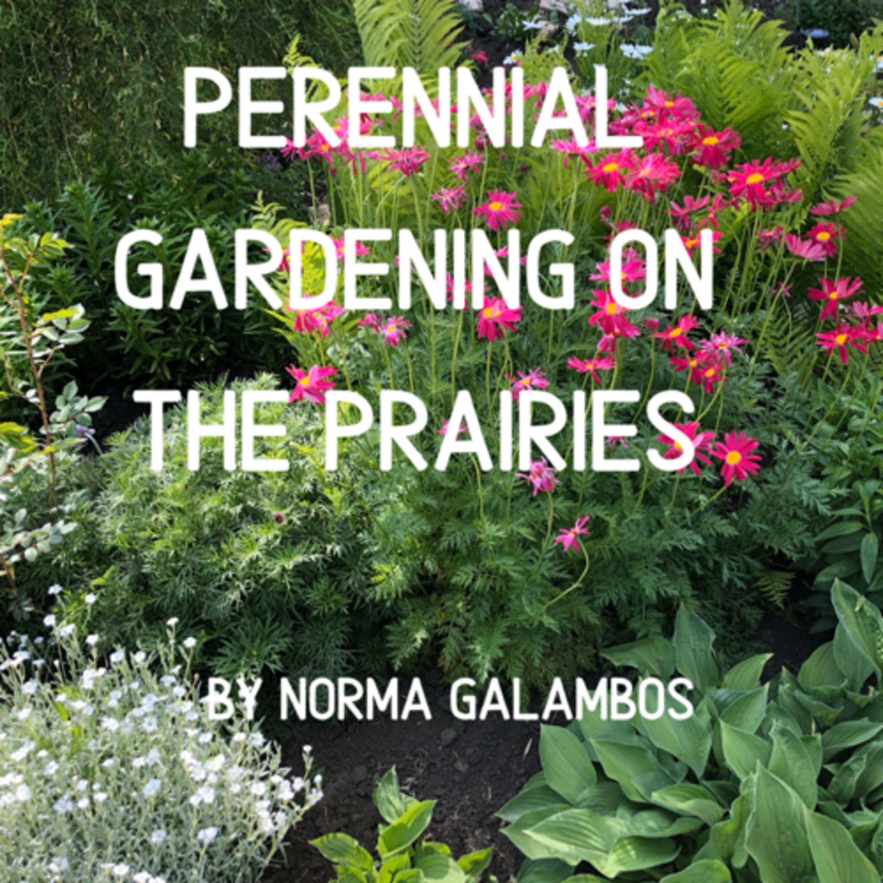 Norma Galambos Lifestyle Podcast