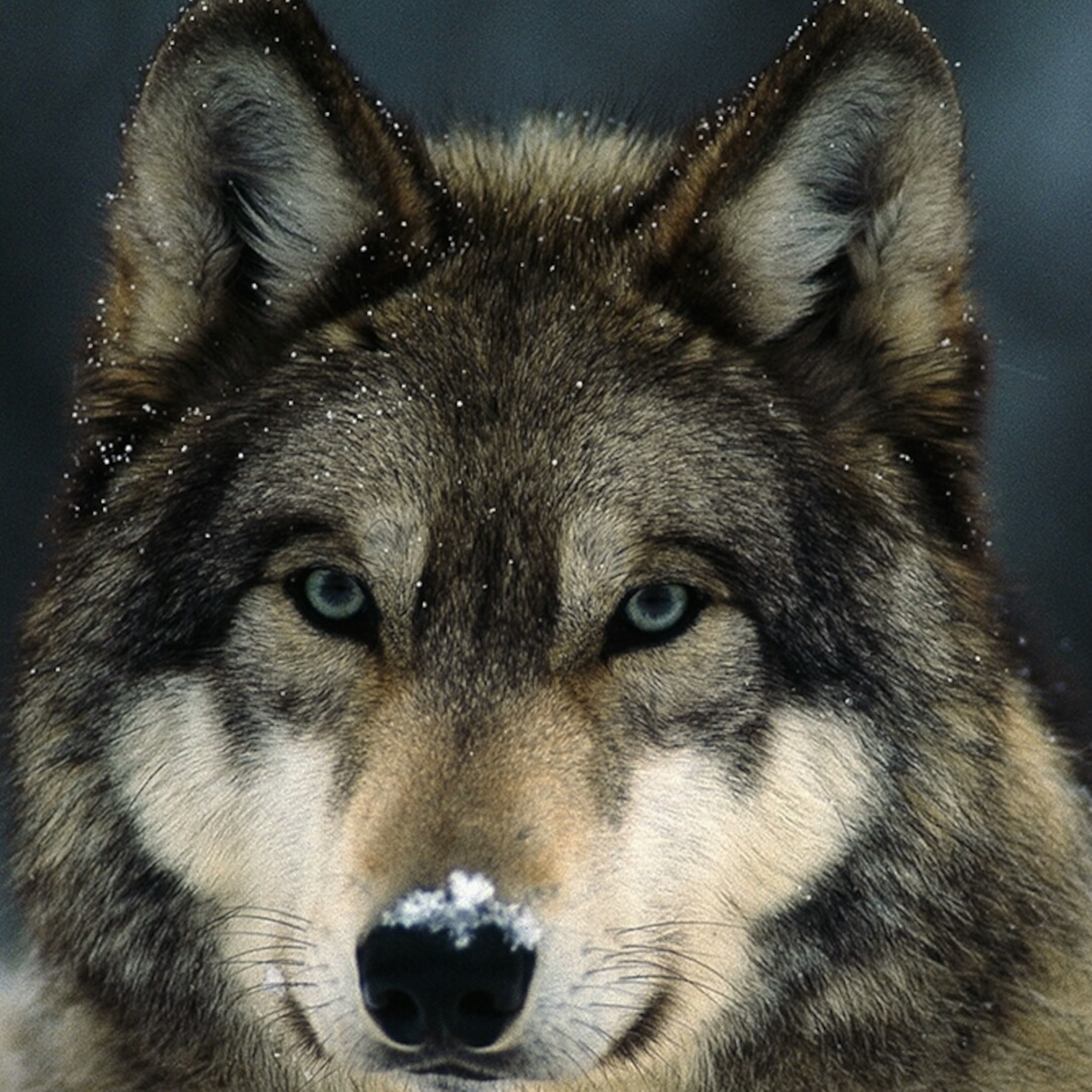 Being a lone wolf episode artwork