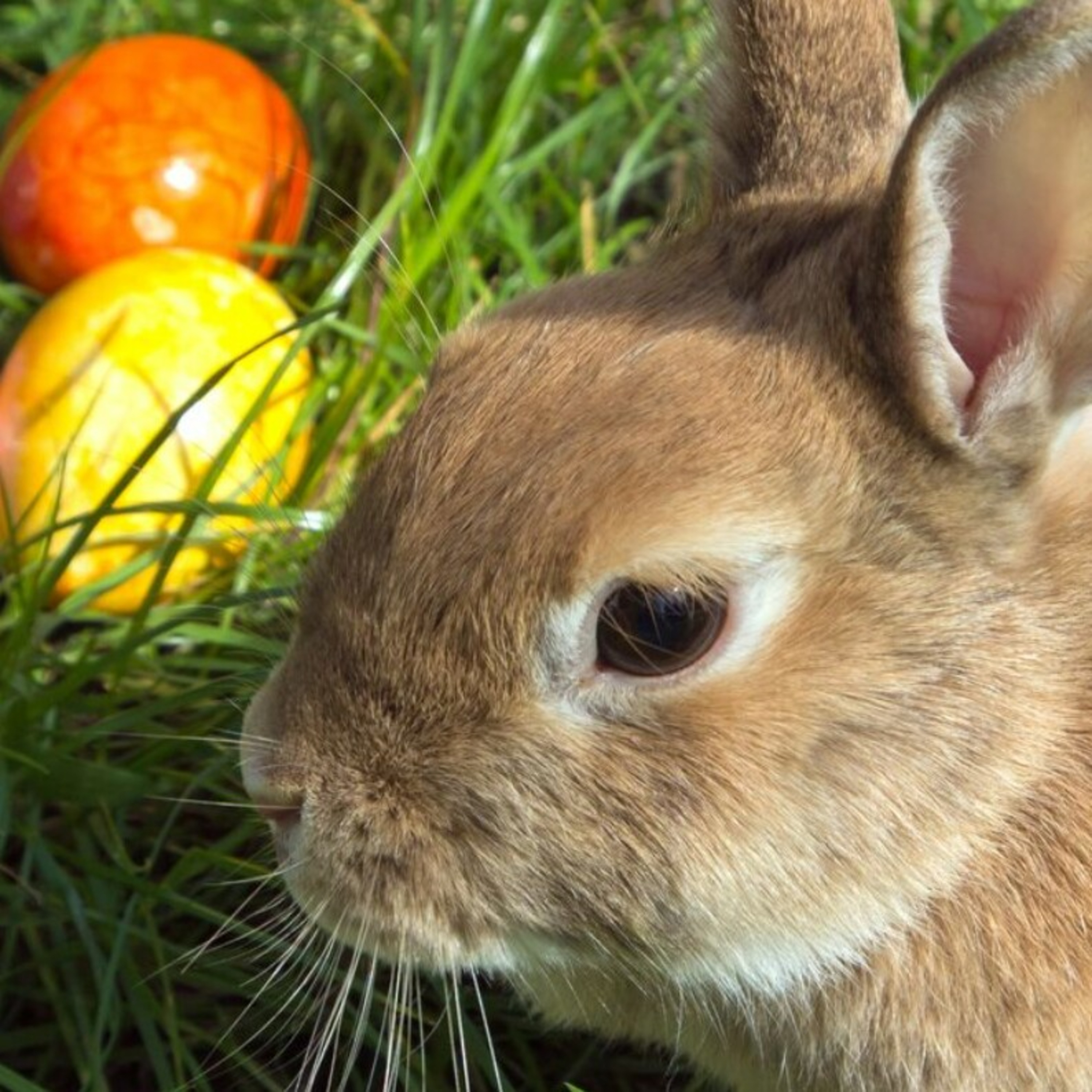 Is Easter a pagan holiday? episode artwork