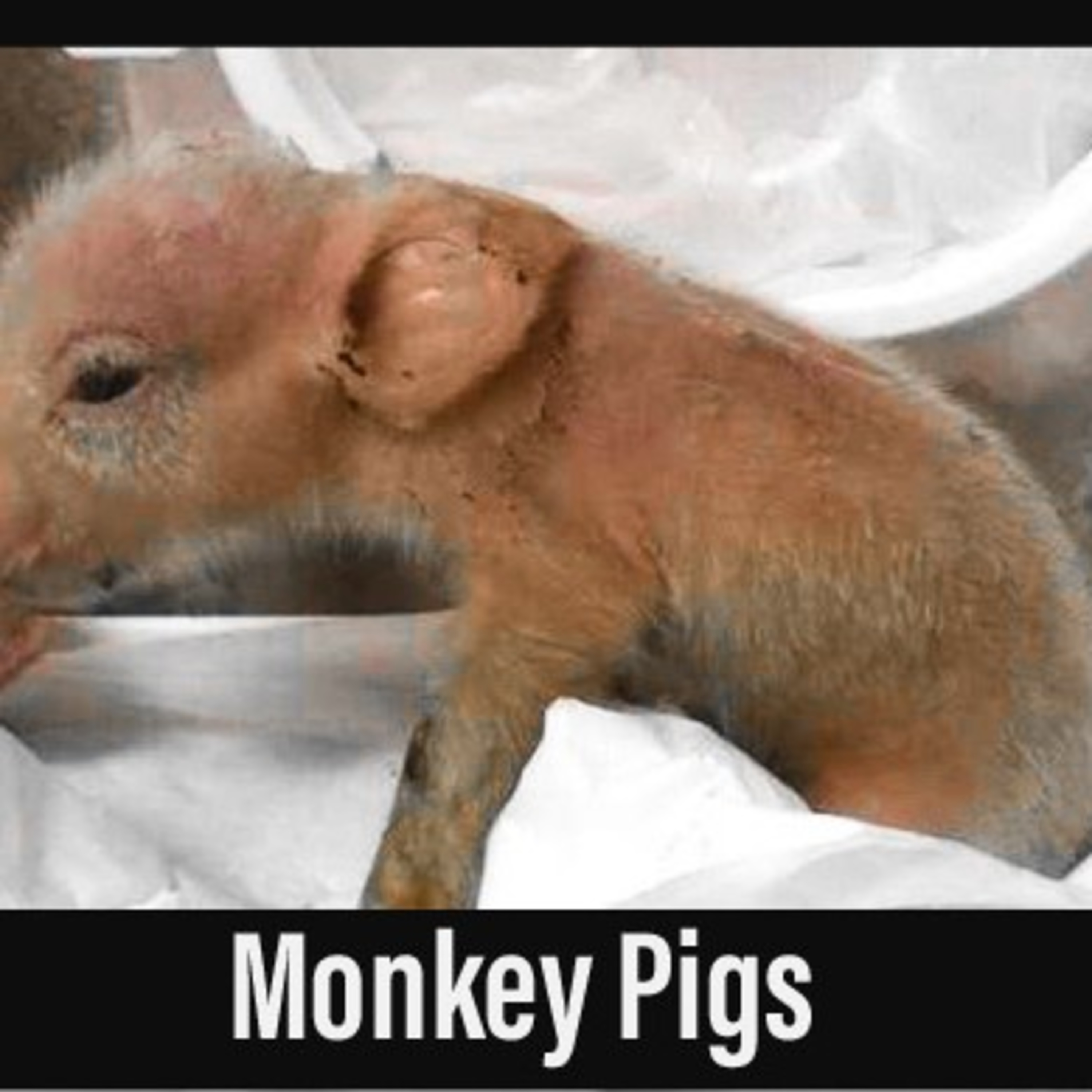 Monkey Pigs episode artwork