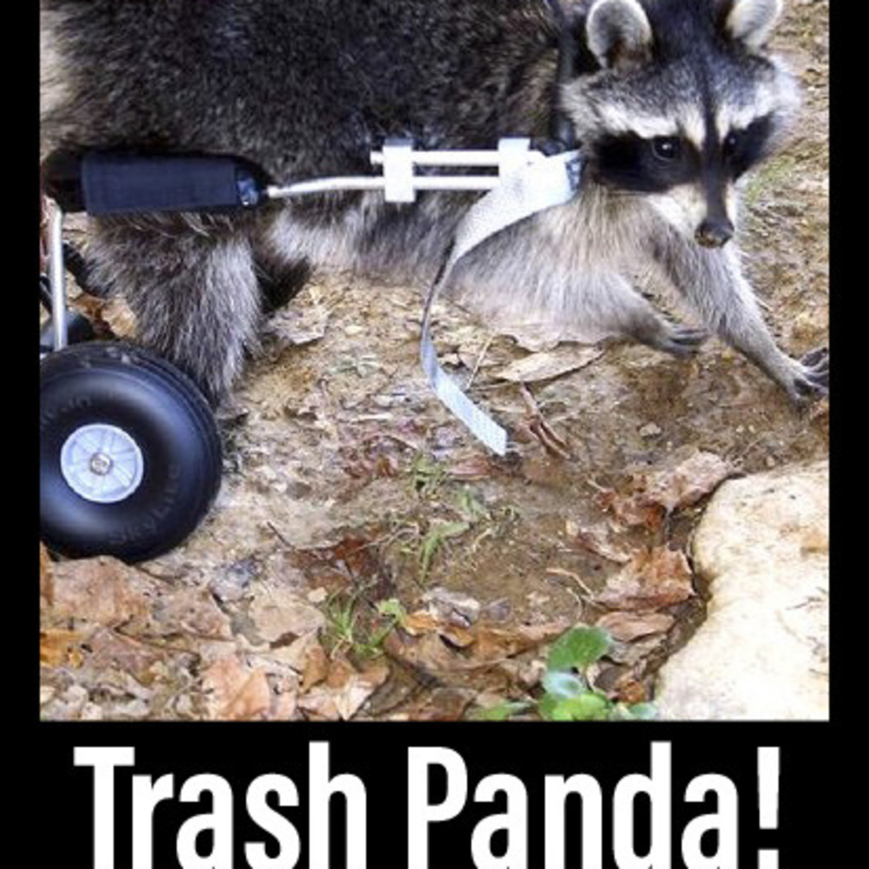 Trash Panda! episode artwork