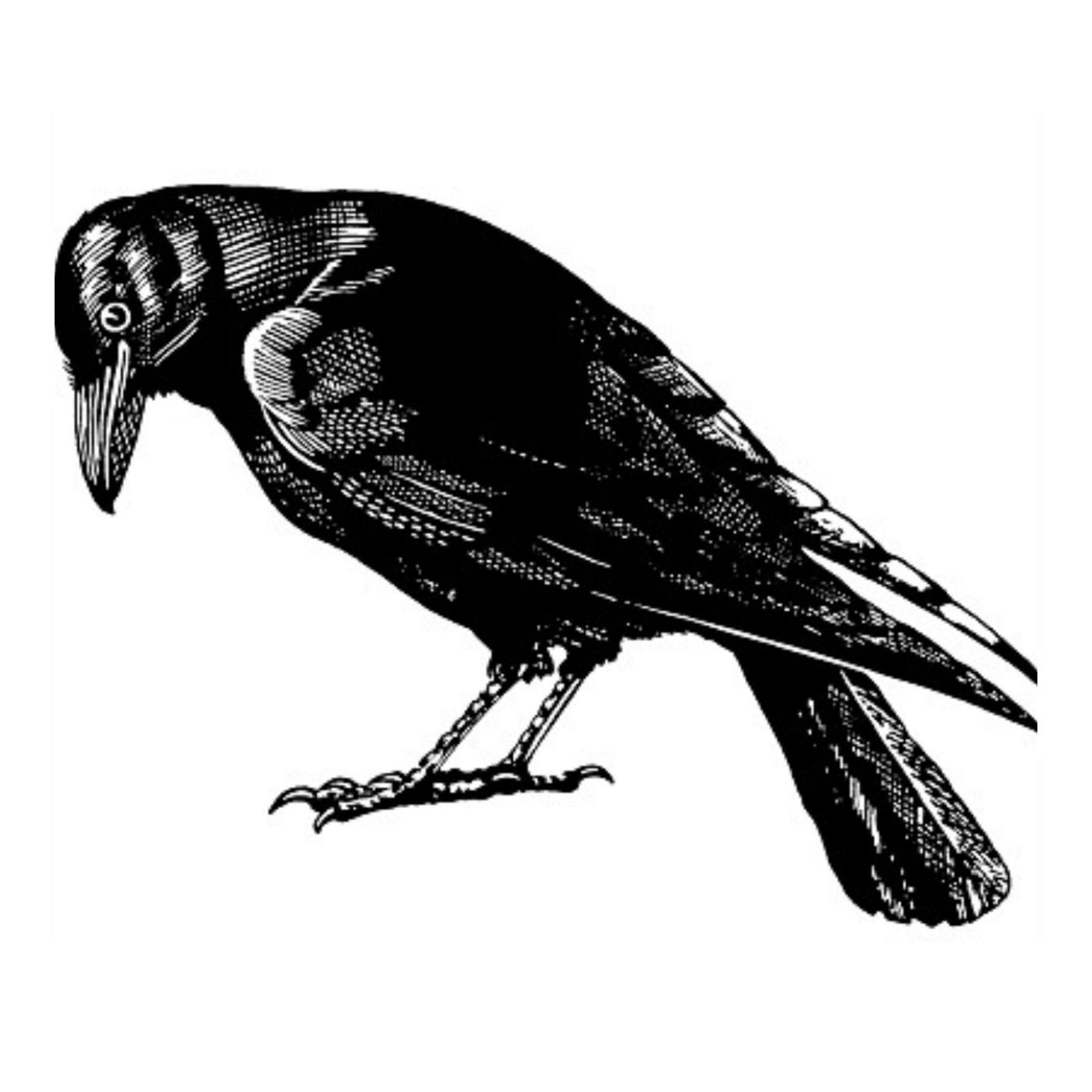 O Corvo - Edgar Allan Poe episode artwork