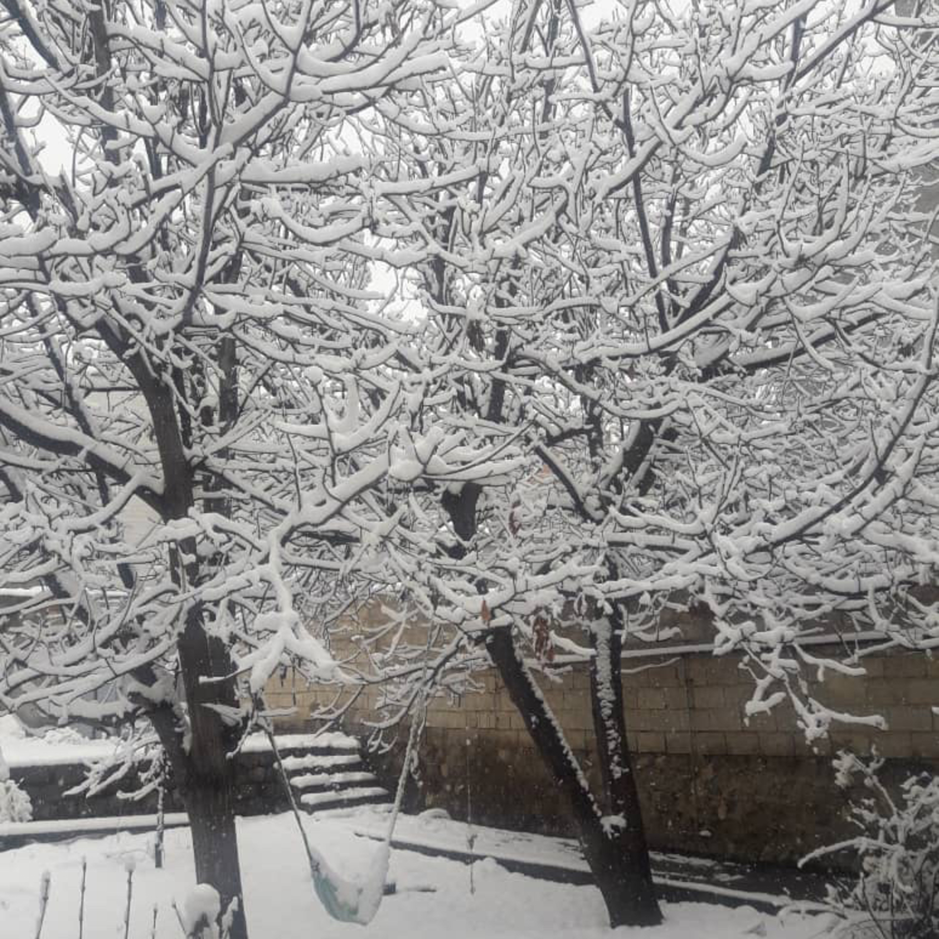 کاور زمستان است