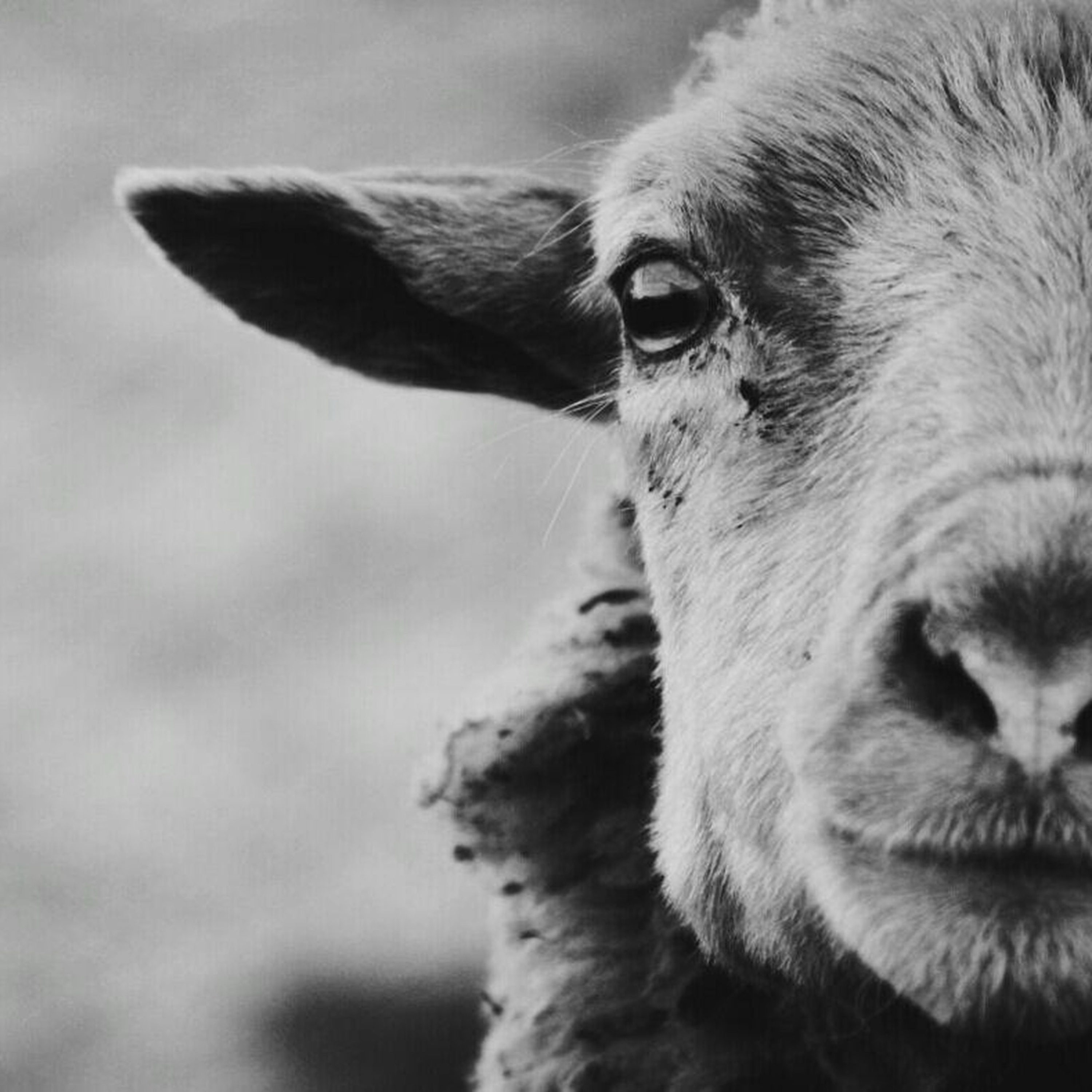 'Searching For Ewe' - Tom Workman - 3rd July 2022 episode artwork