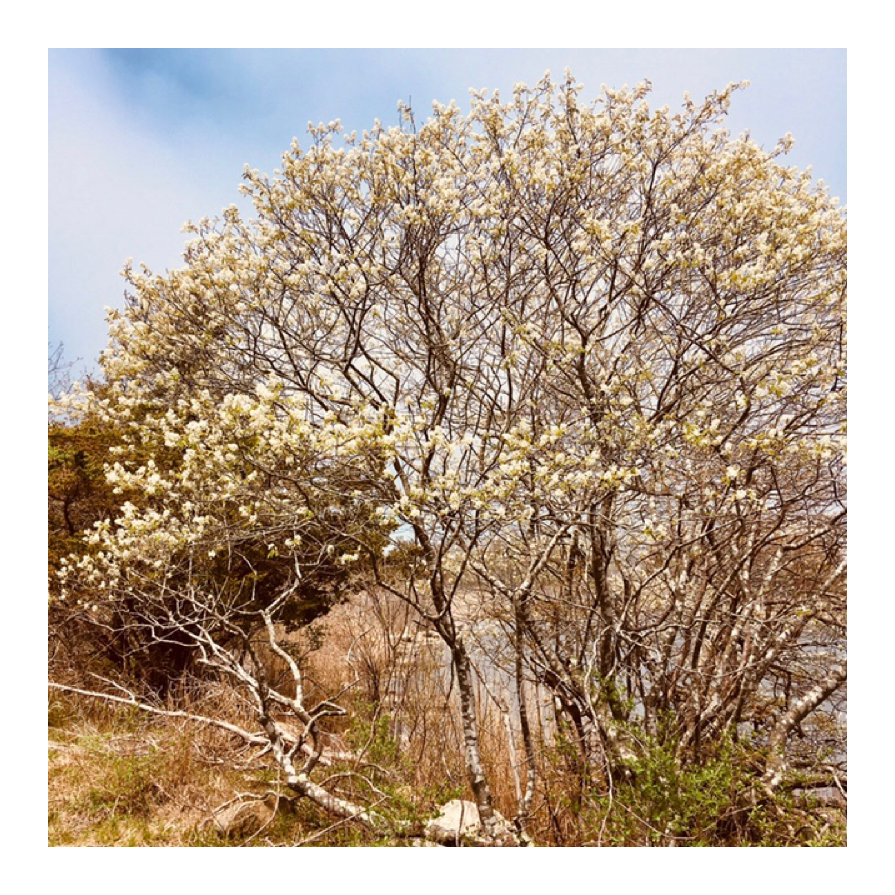 Guided Meditation for Grounding, Centering, and Cultivating Inner Peace episode artwork