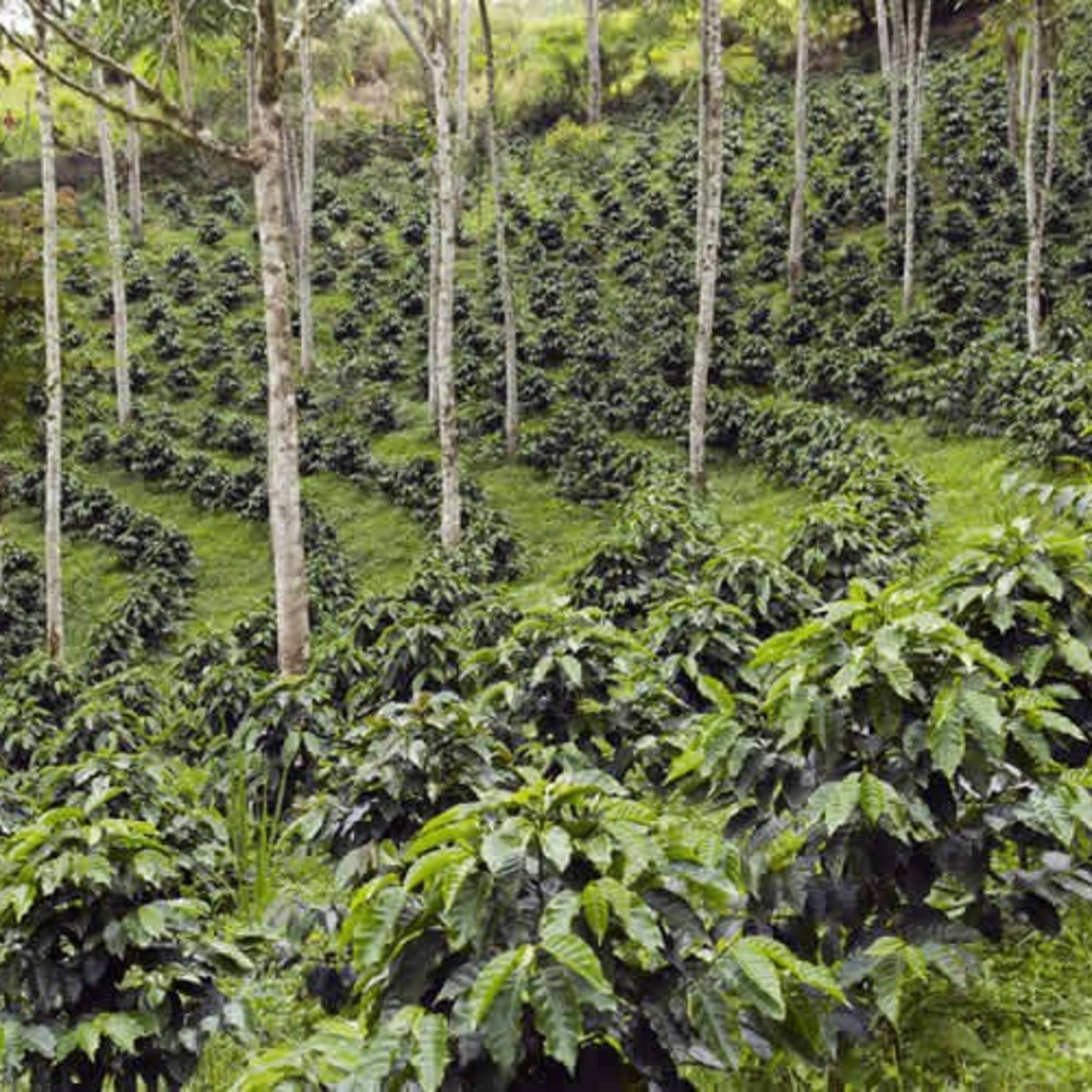 From Oil to Soil: the shift, \