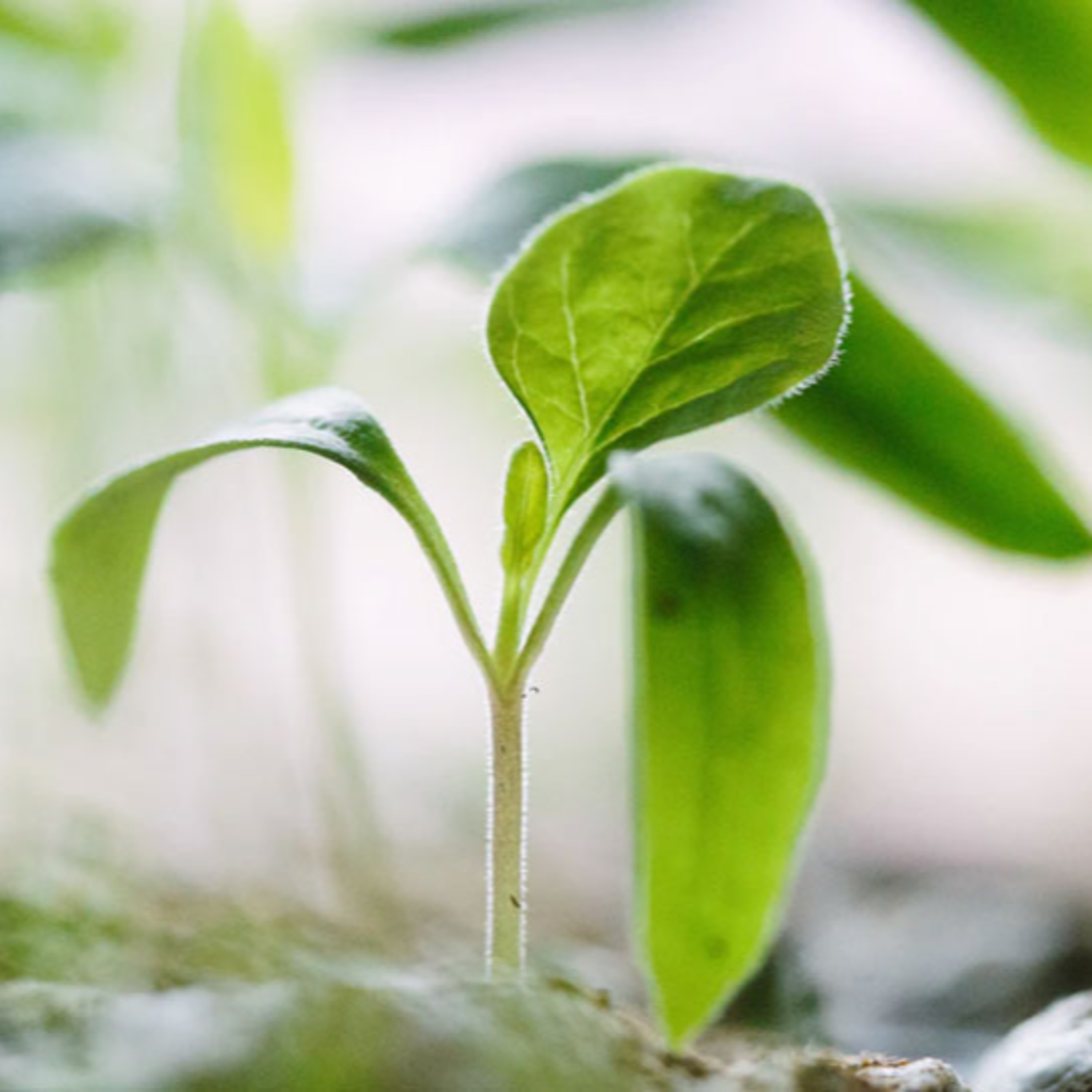 From Oil to Soil: the shift, \