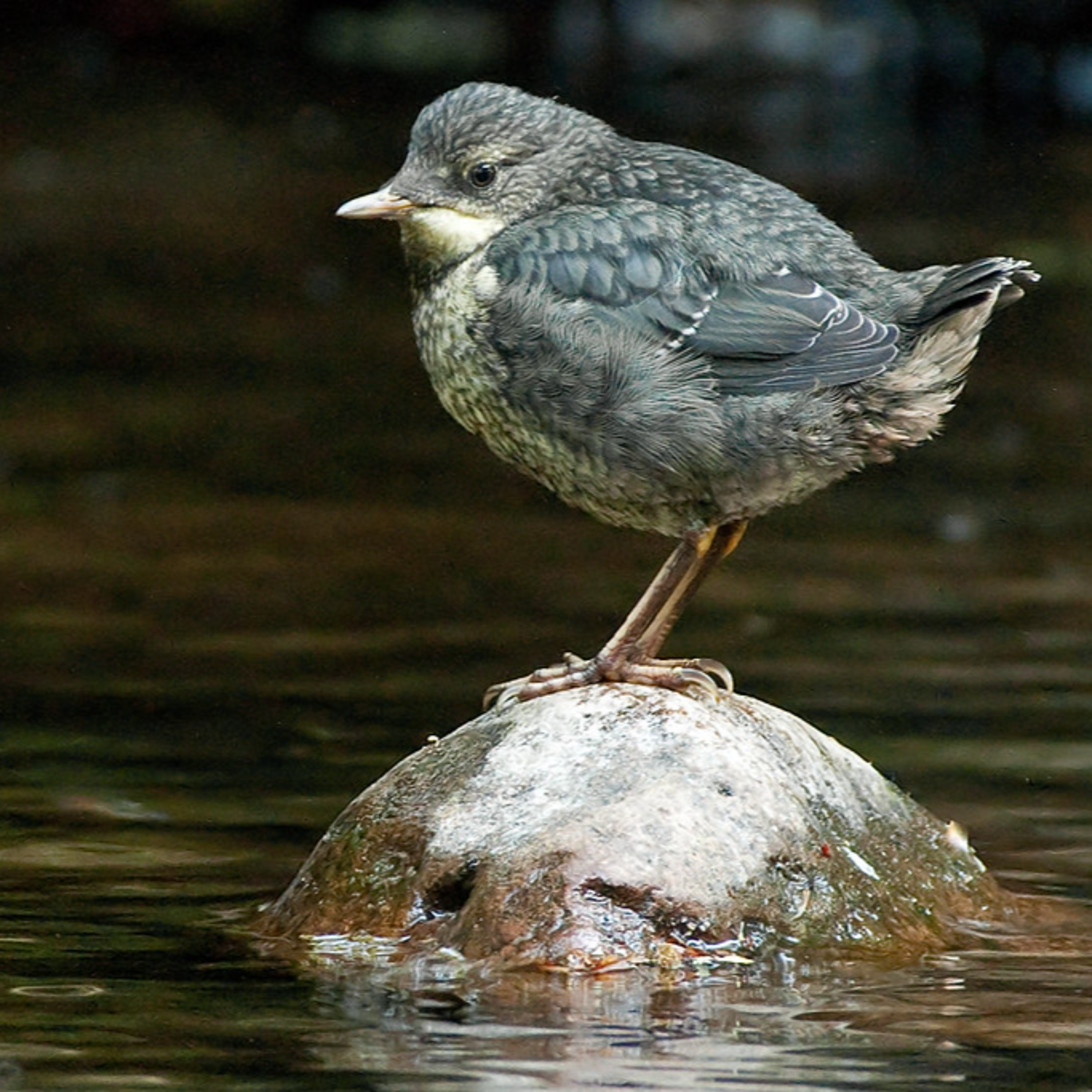 From Oil to Soil: the shift, \