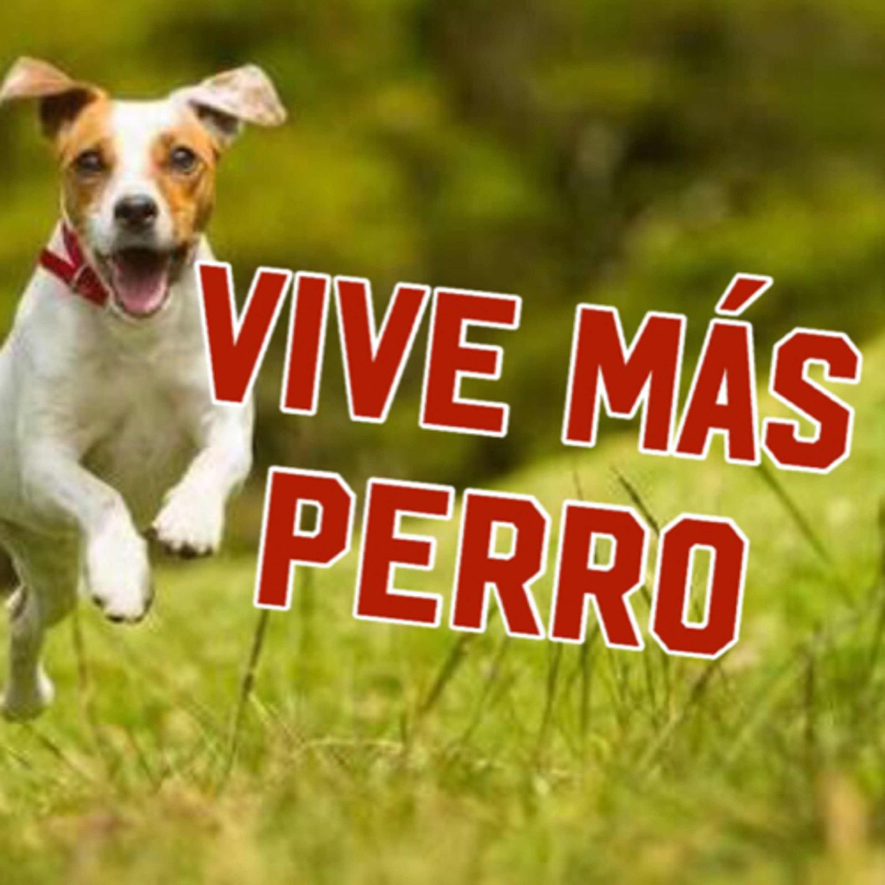 Preguntale al Entrenador