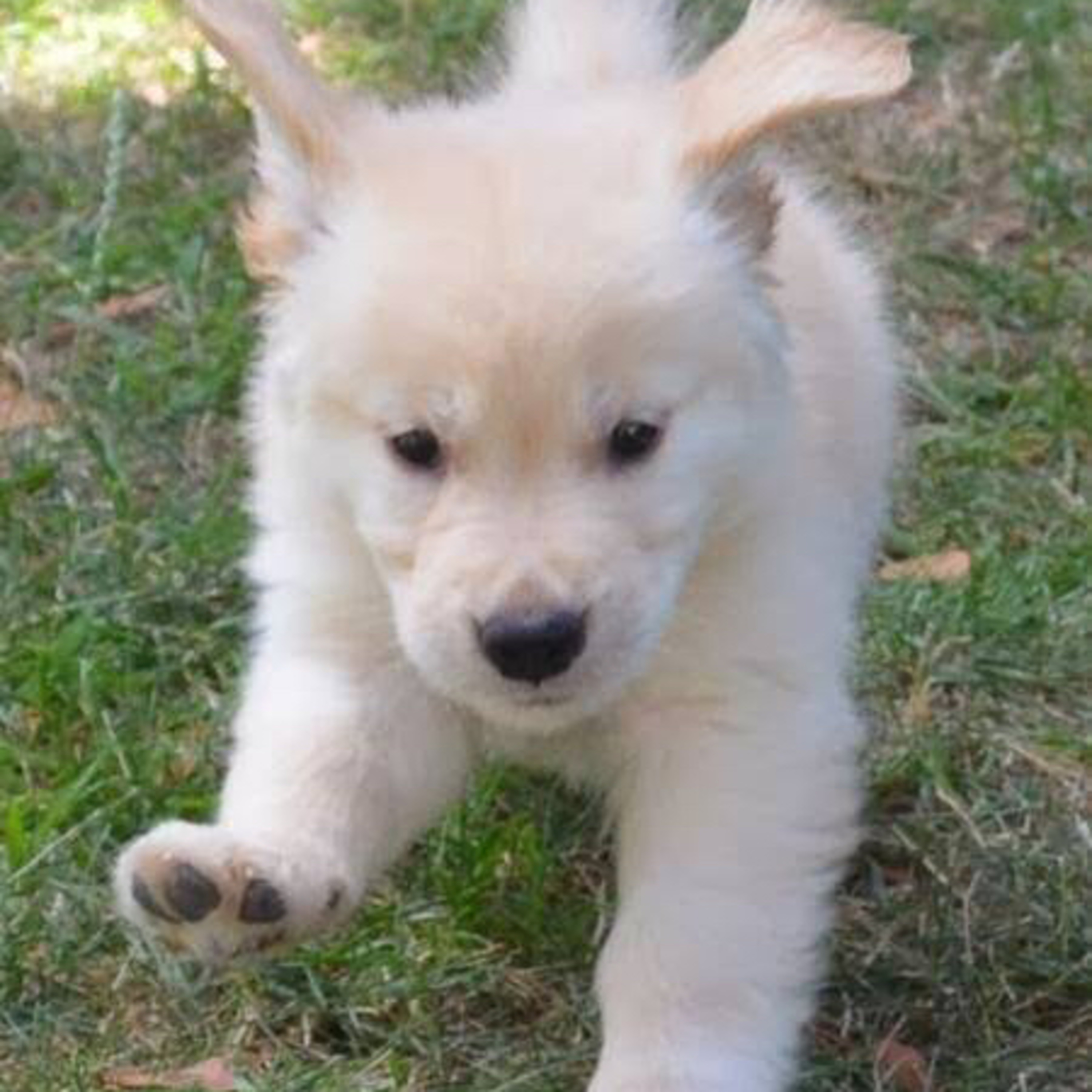 Preguntale al Entrenador