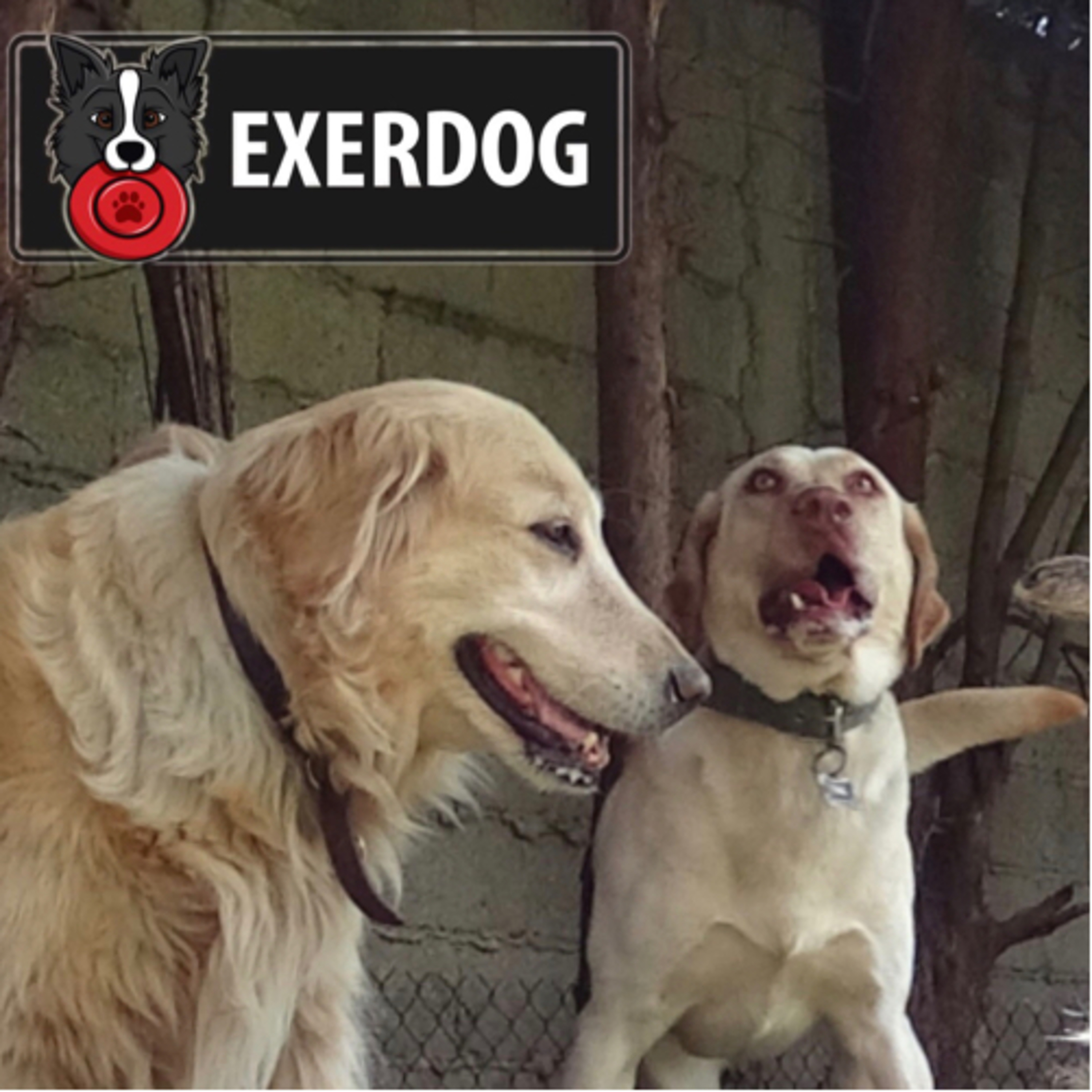 Preguntale al Entrenador