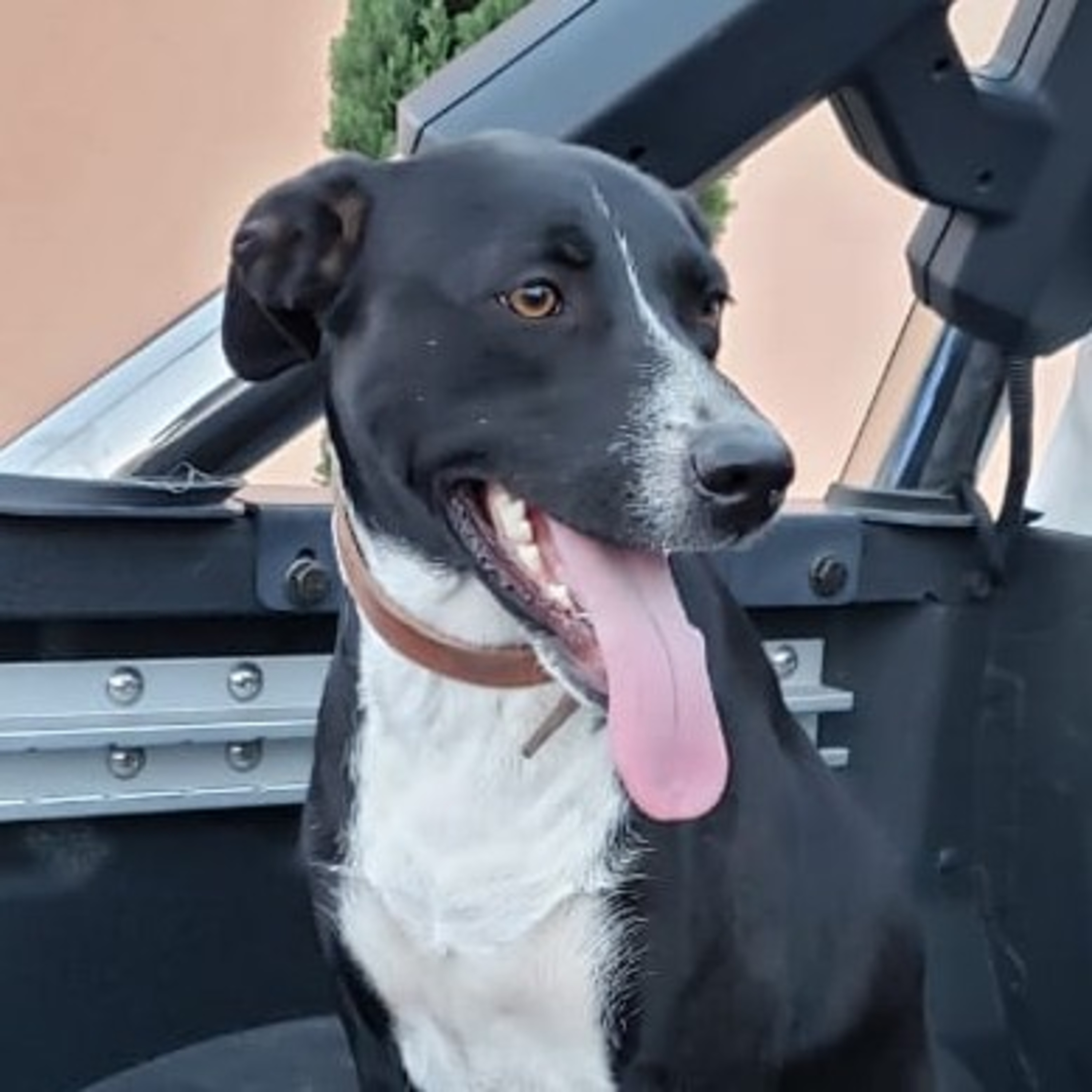 Preguntale al Entrenador