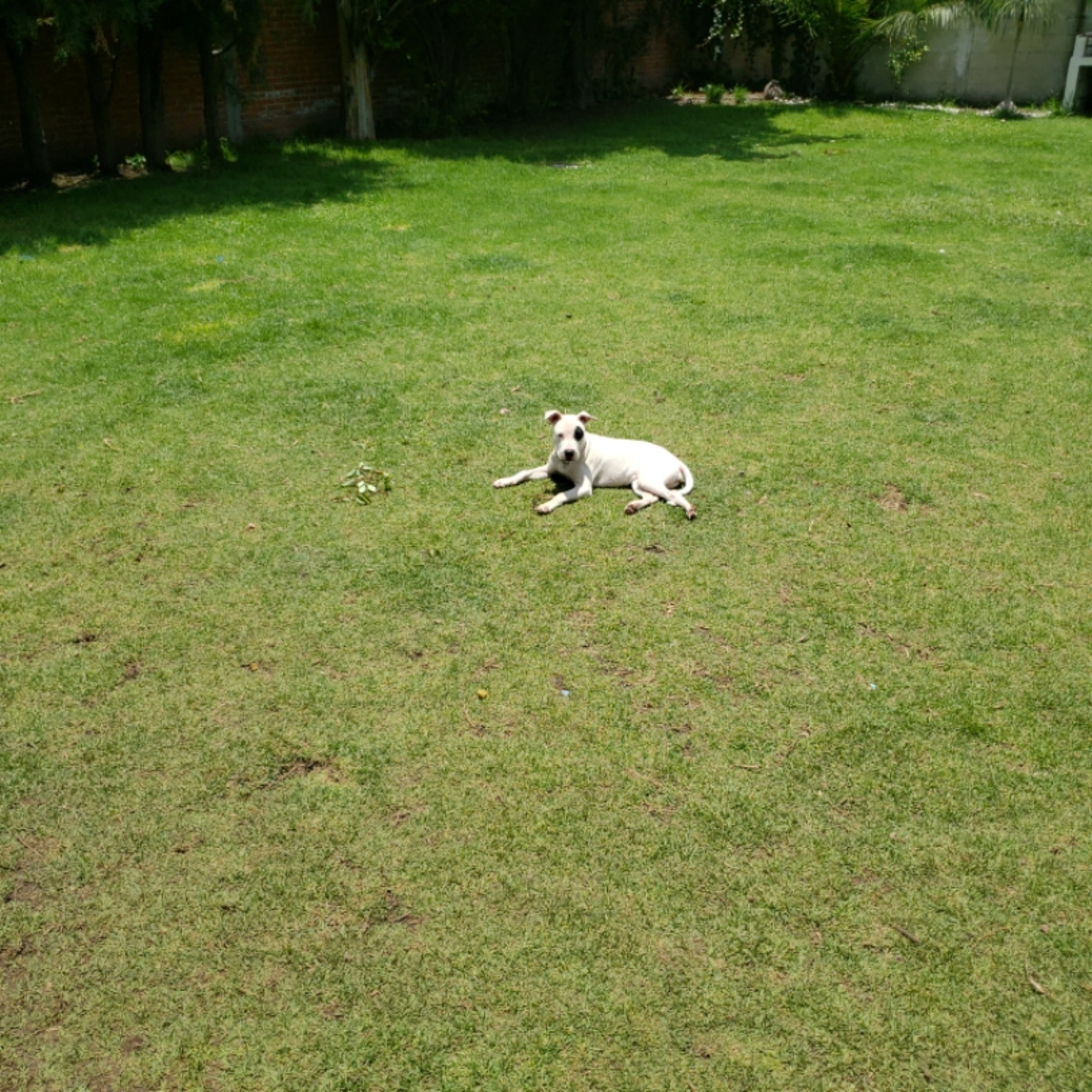 Preguntale al Entrenador