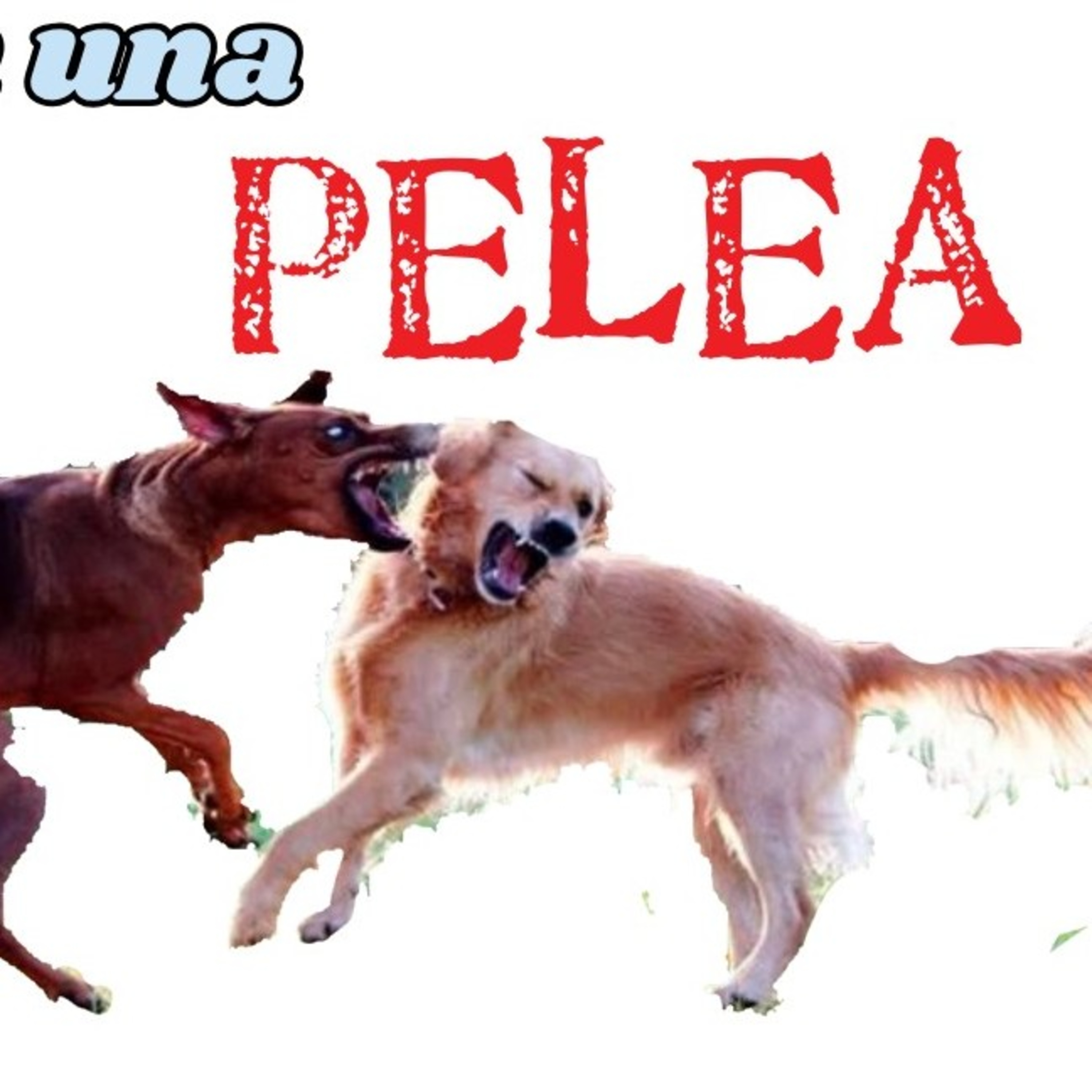 Preguntale al Entrenador