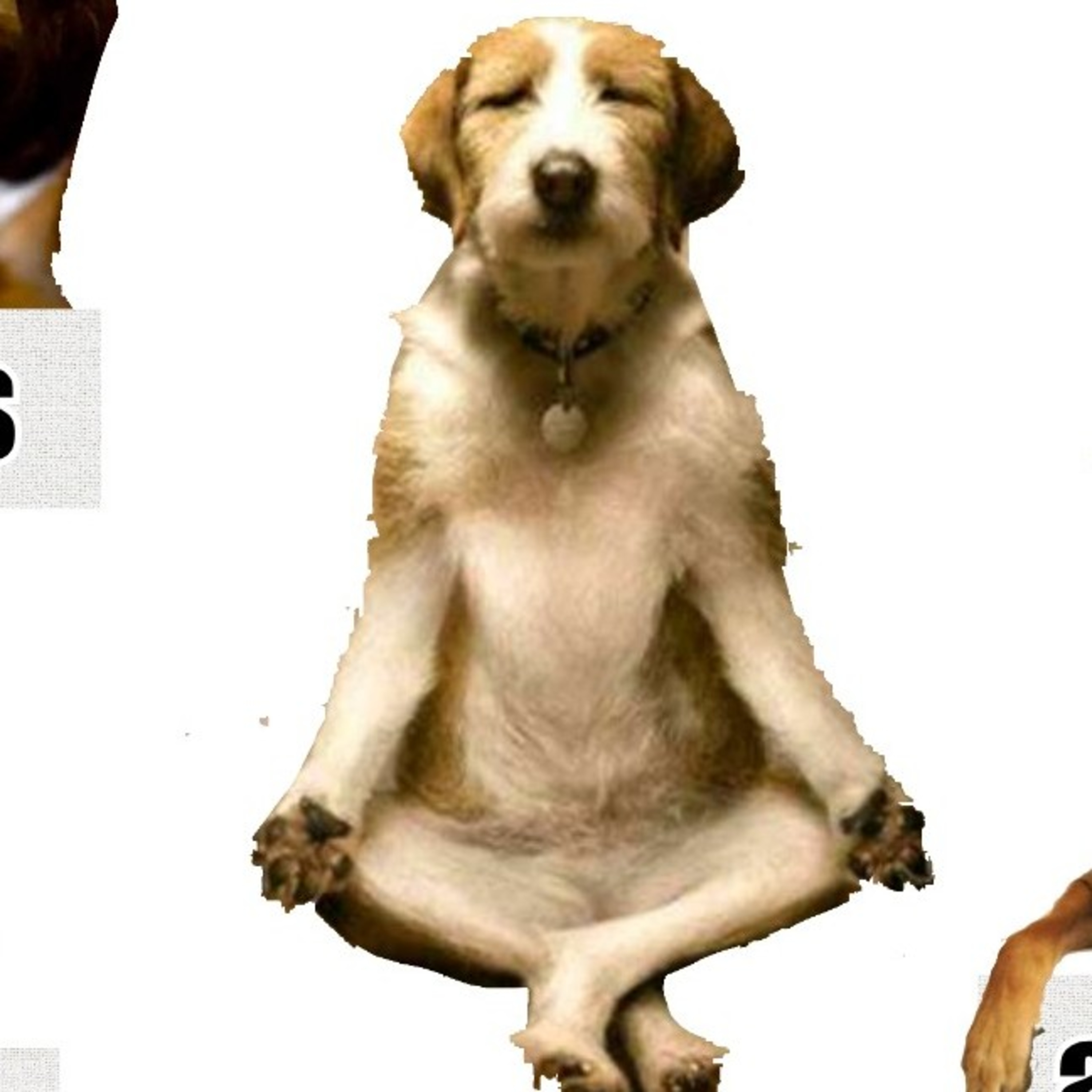 Preguntale al Entrenador