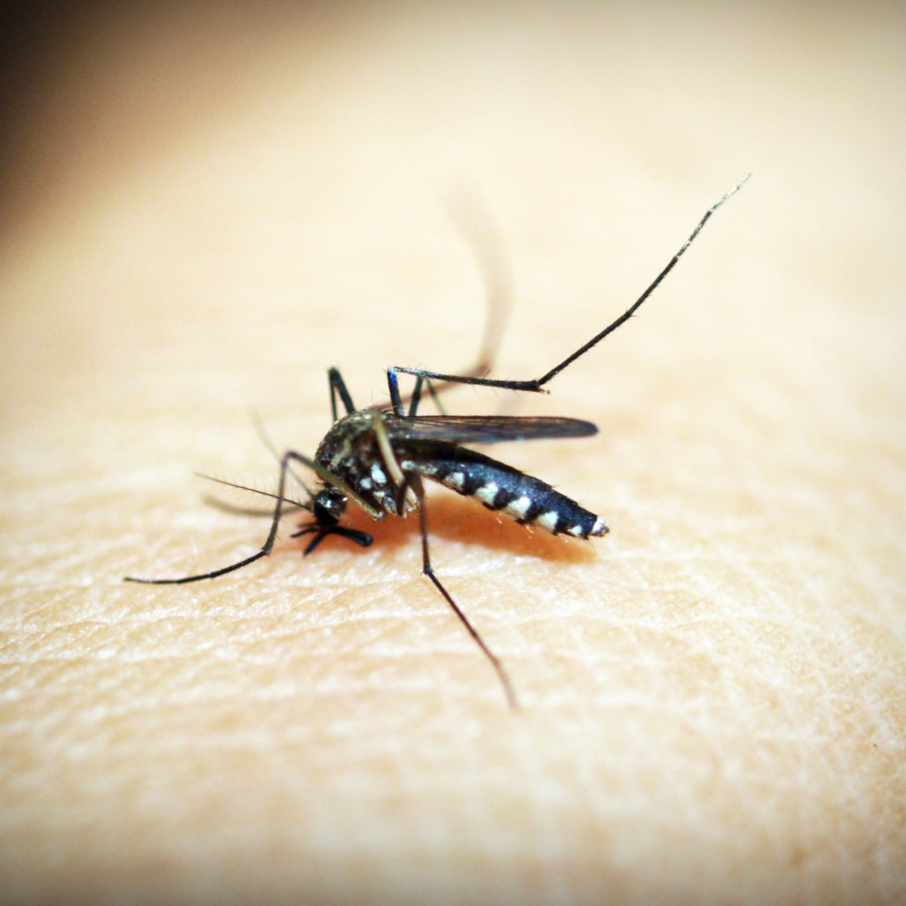 Bill Gates y los mosquitos esterilizantes episode artwork