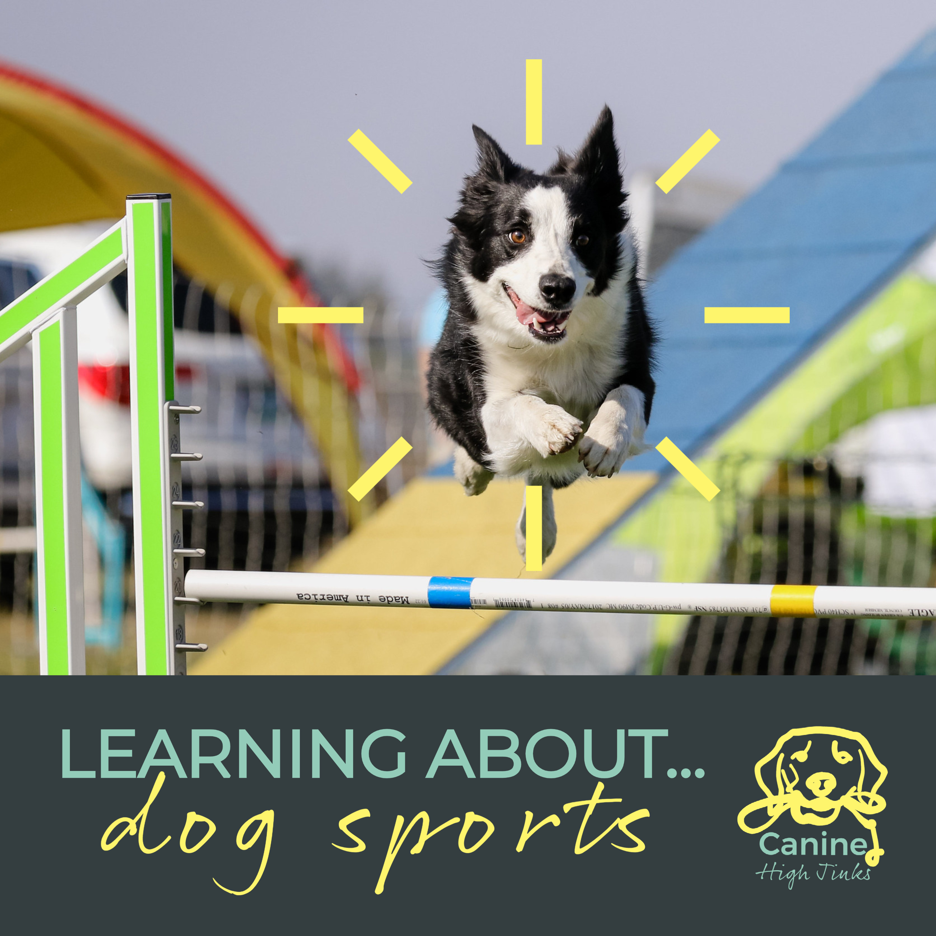 Canine High Jinks