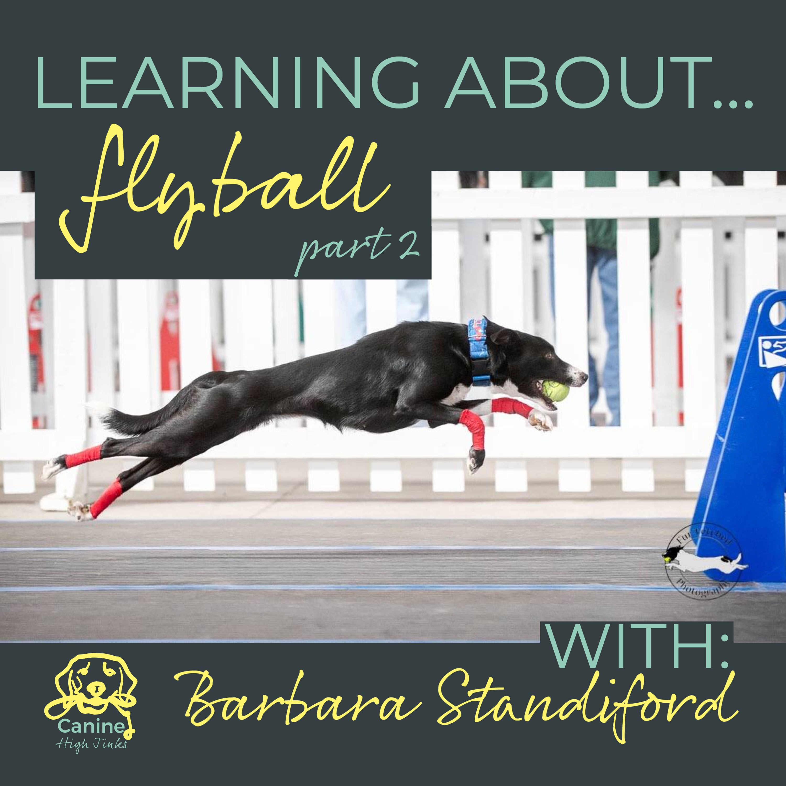 Canine High Jinks