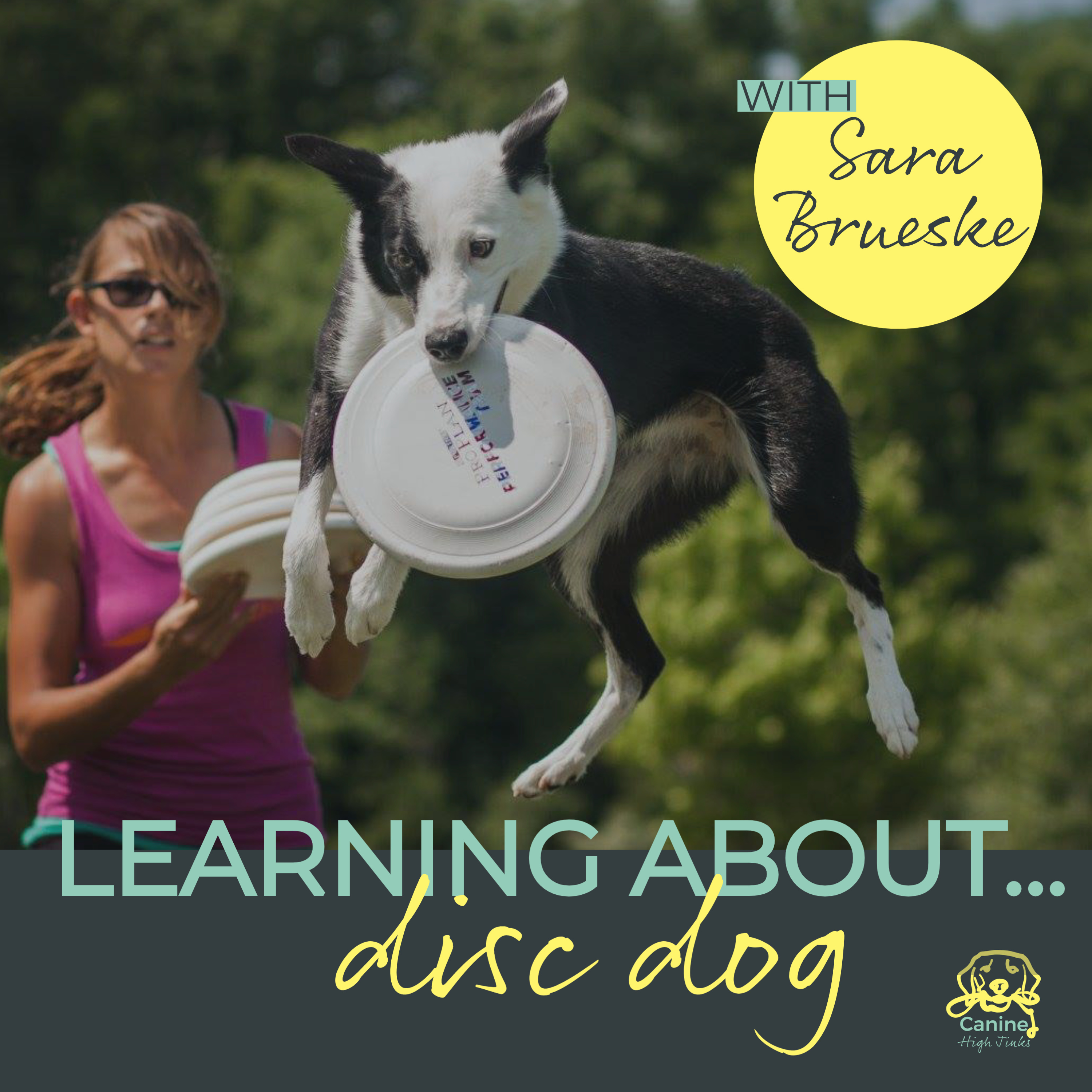 Canine High Jinks