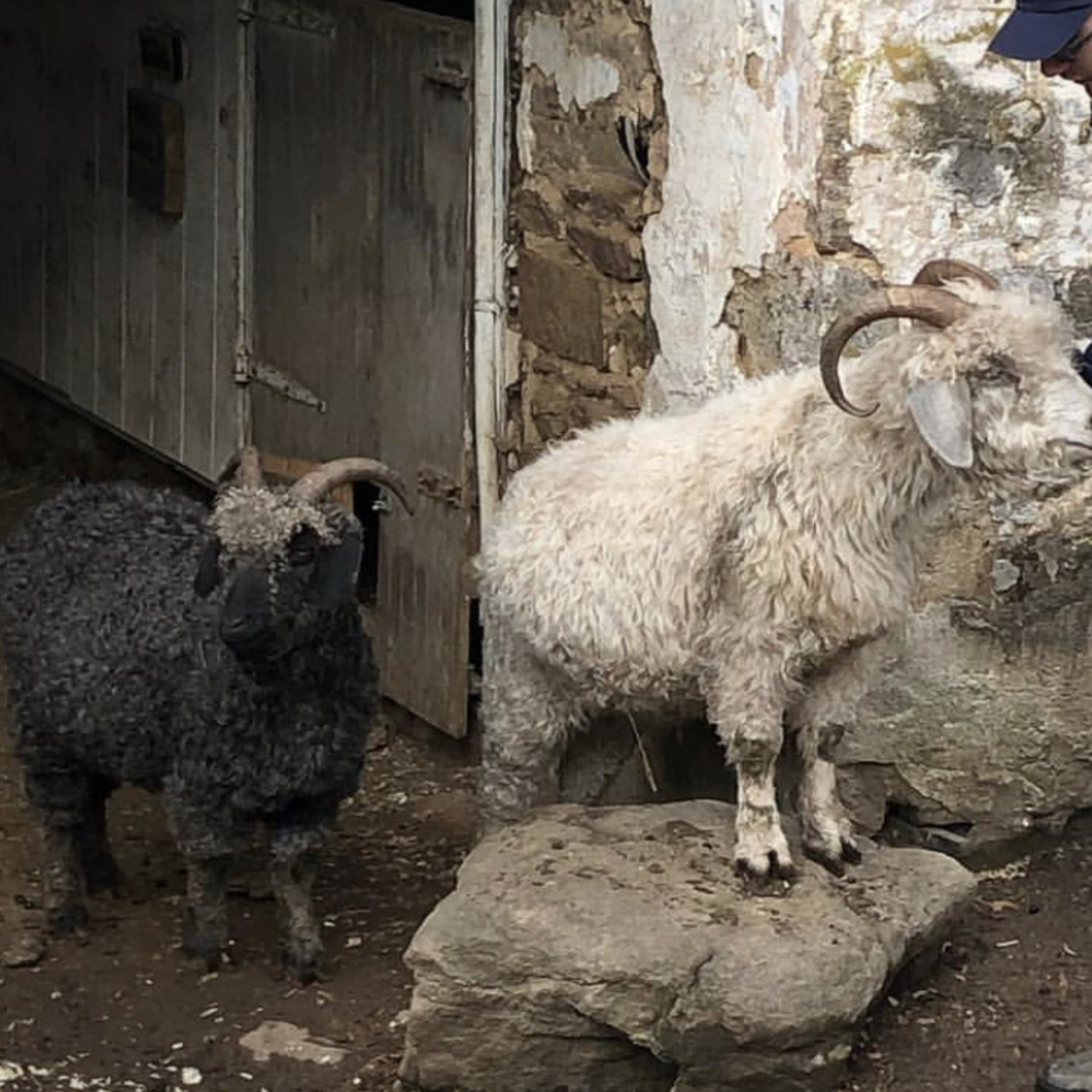 Soltane Association Core Group 12.19.18