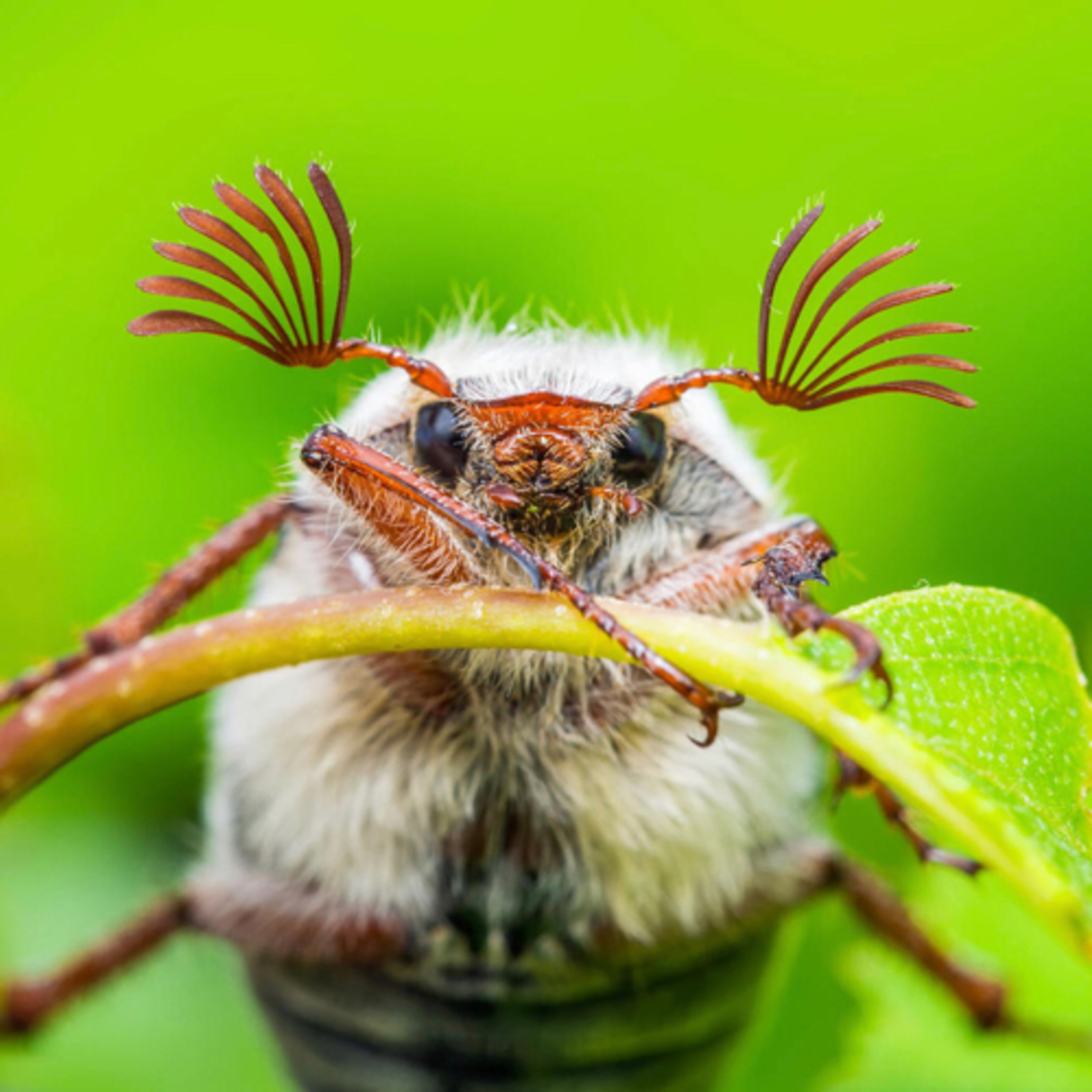 Der Maikäfer