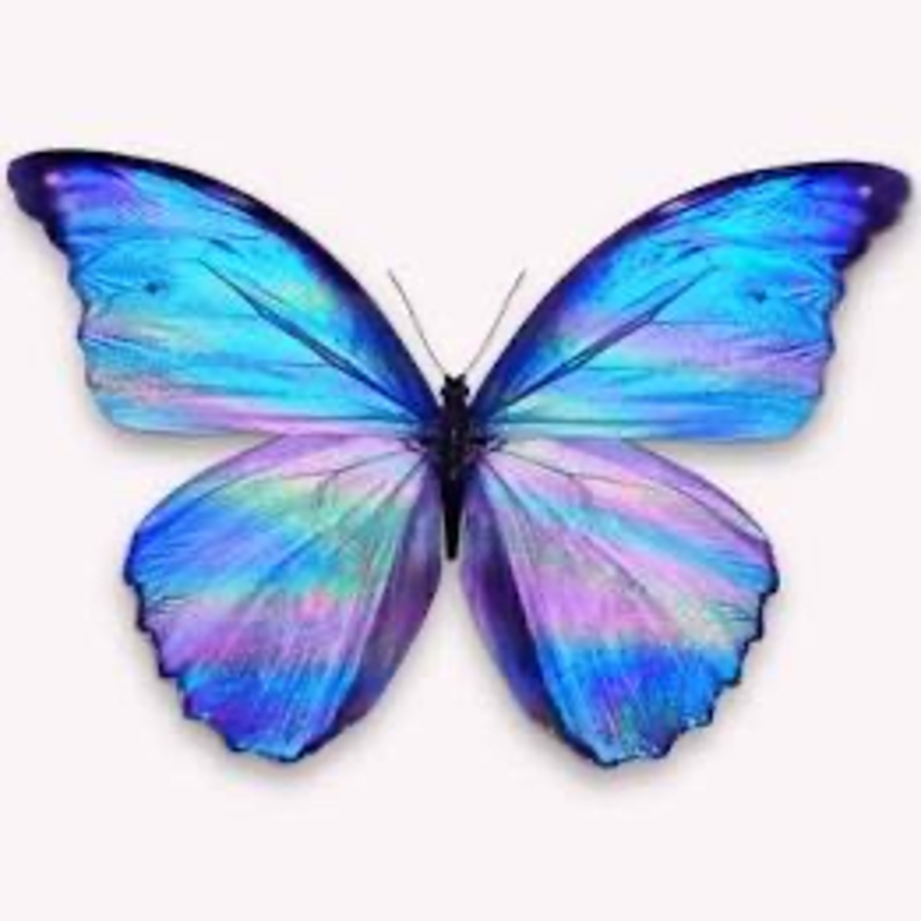 Der Schmetterling