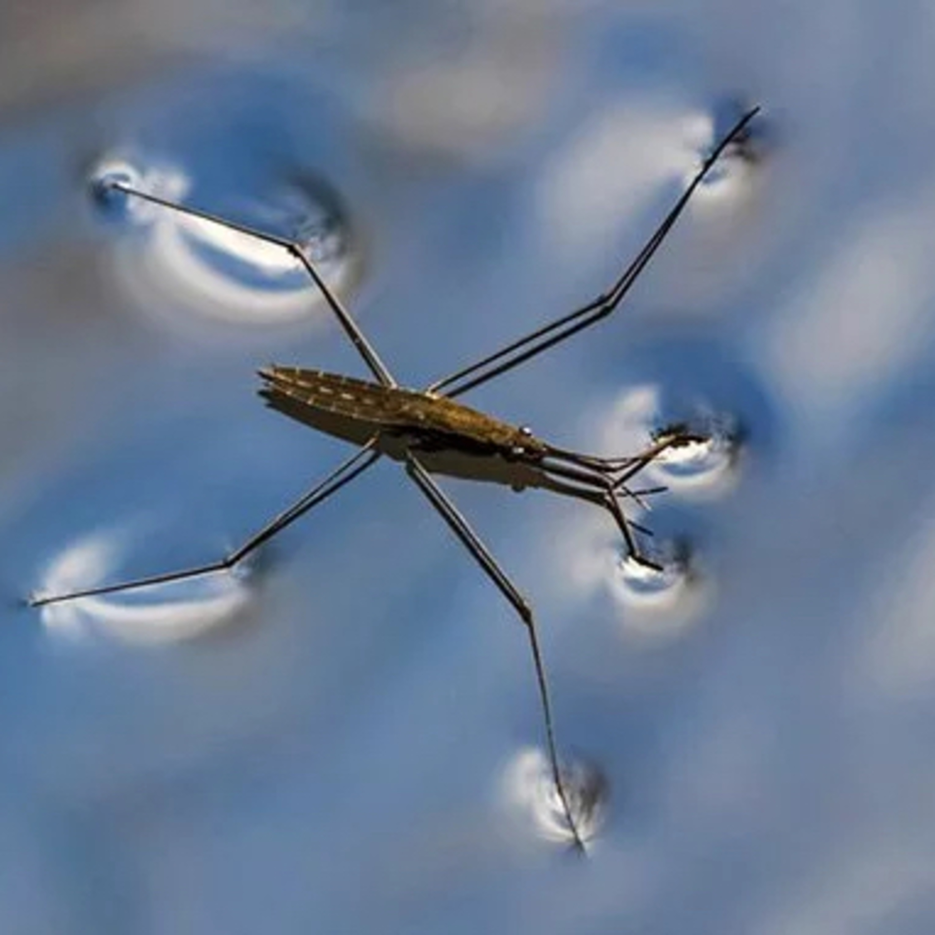 Insekten an und im Wasser
