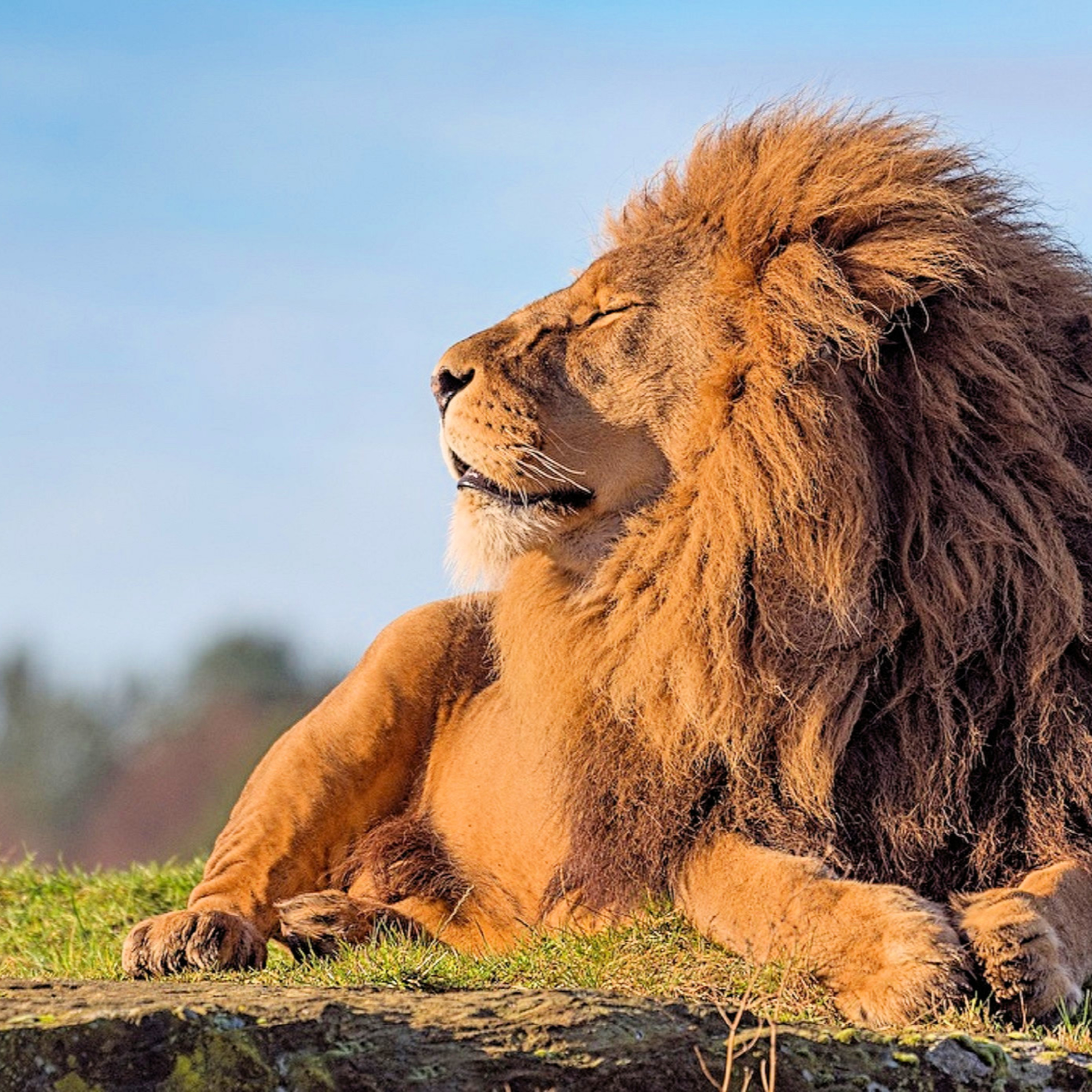 Недельная глава Вайехи. Благословение Иеуды. Кто поднимет льва?