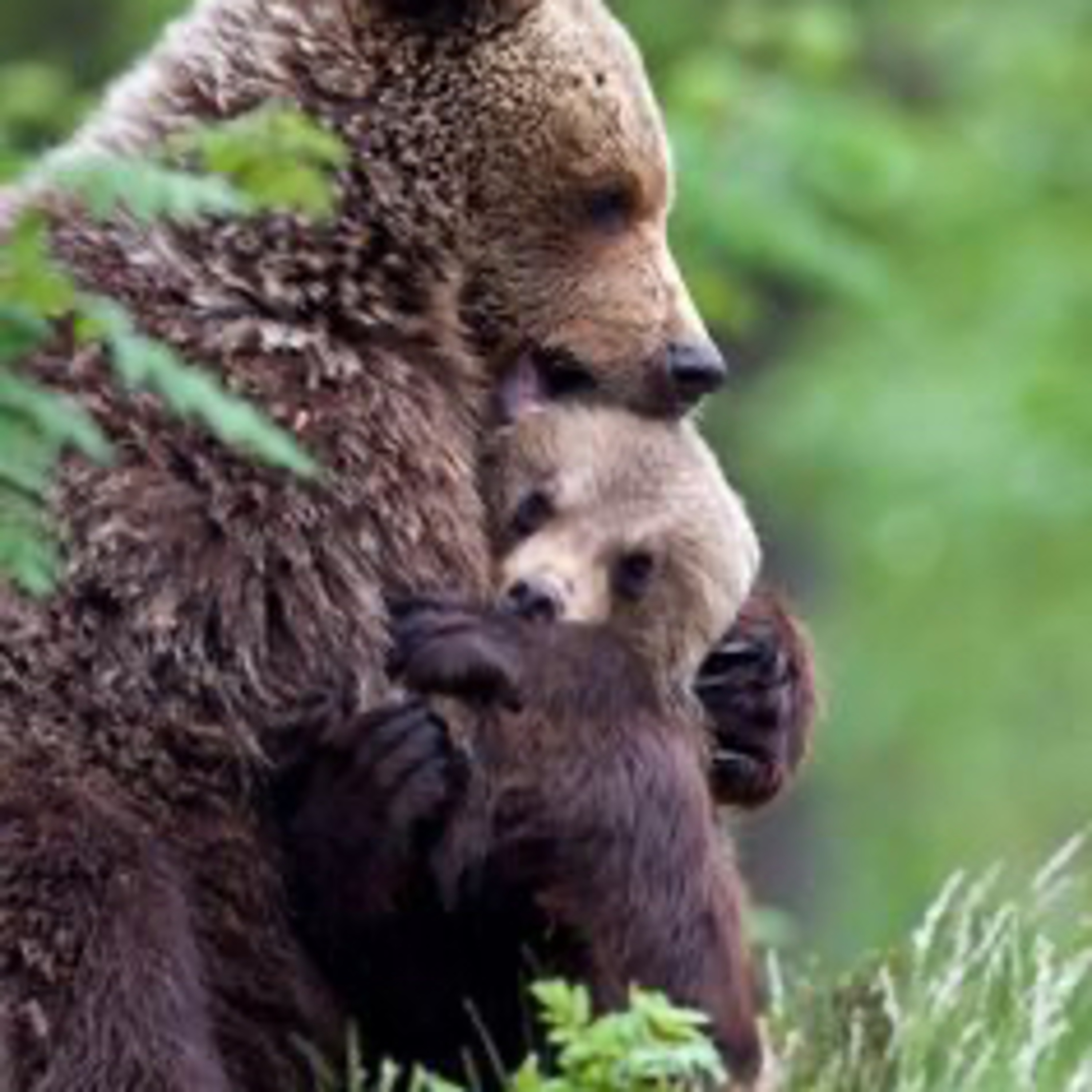 Momma bear and baby bear  episode artwork