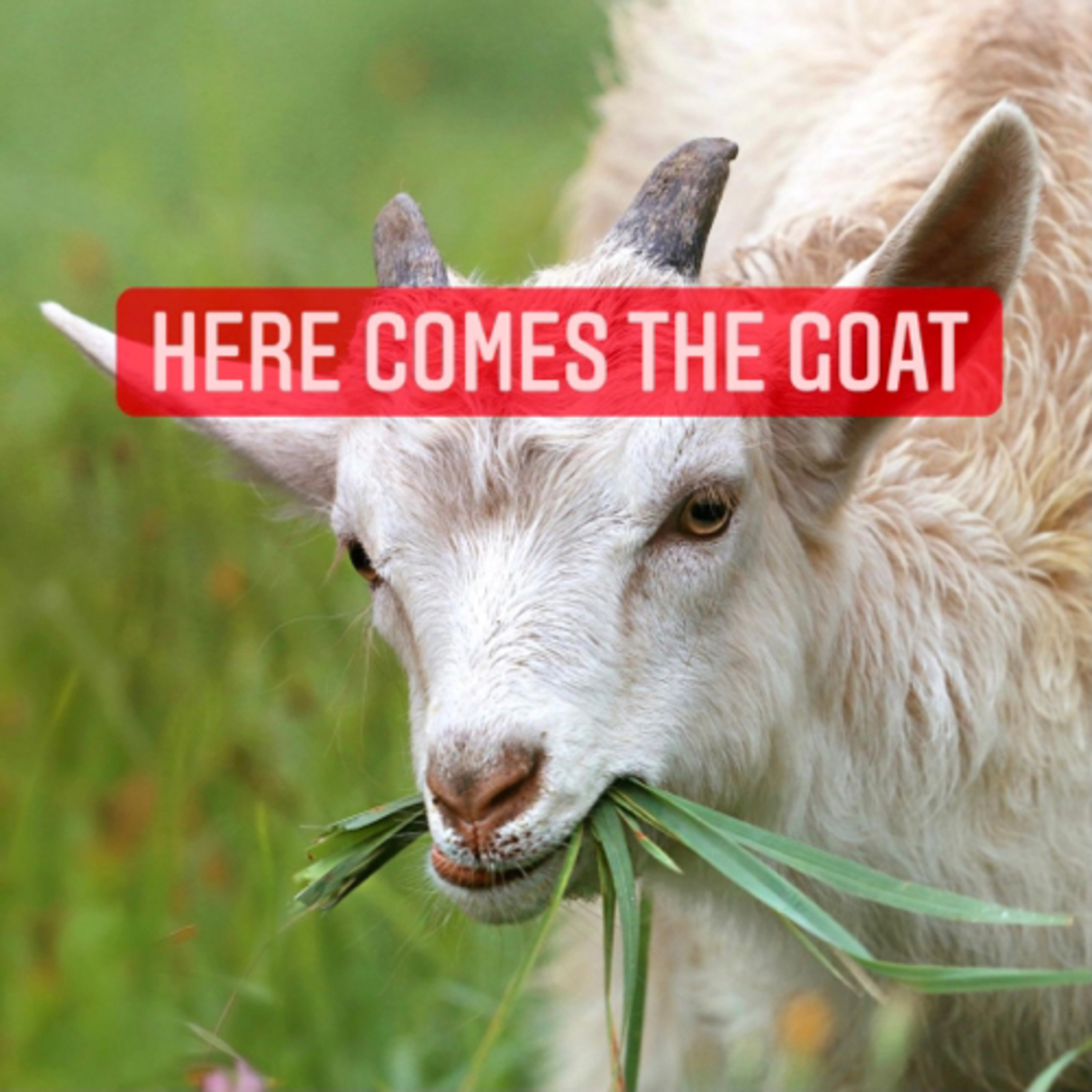 Here Comes The Goat  episode artwork