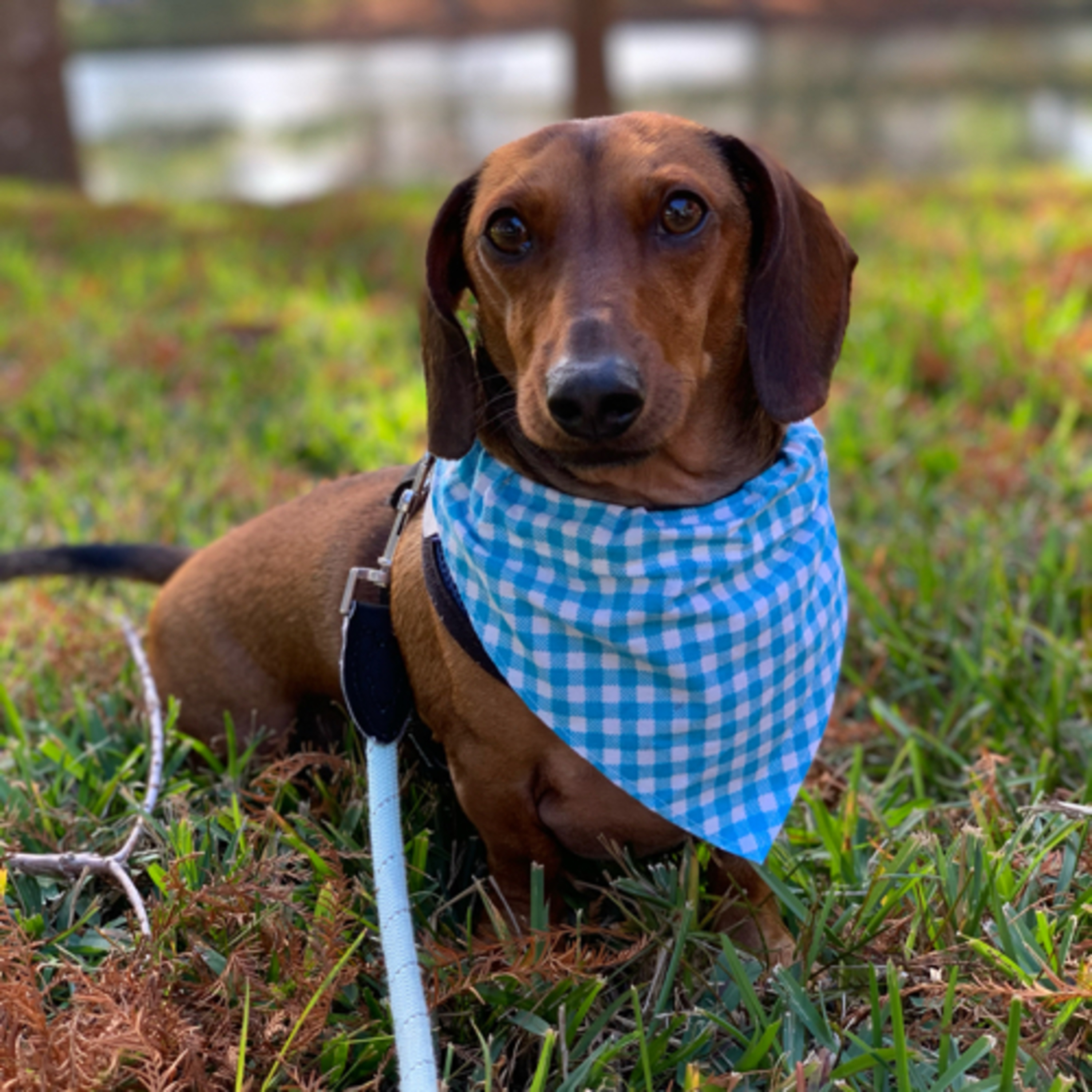 Tails of the Dog Park