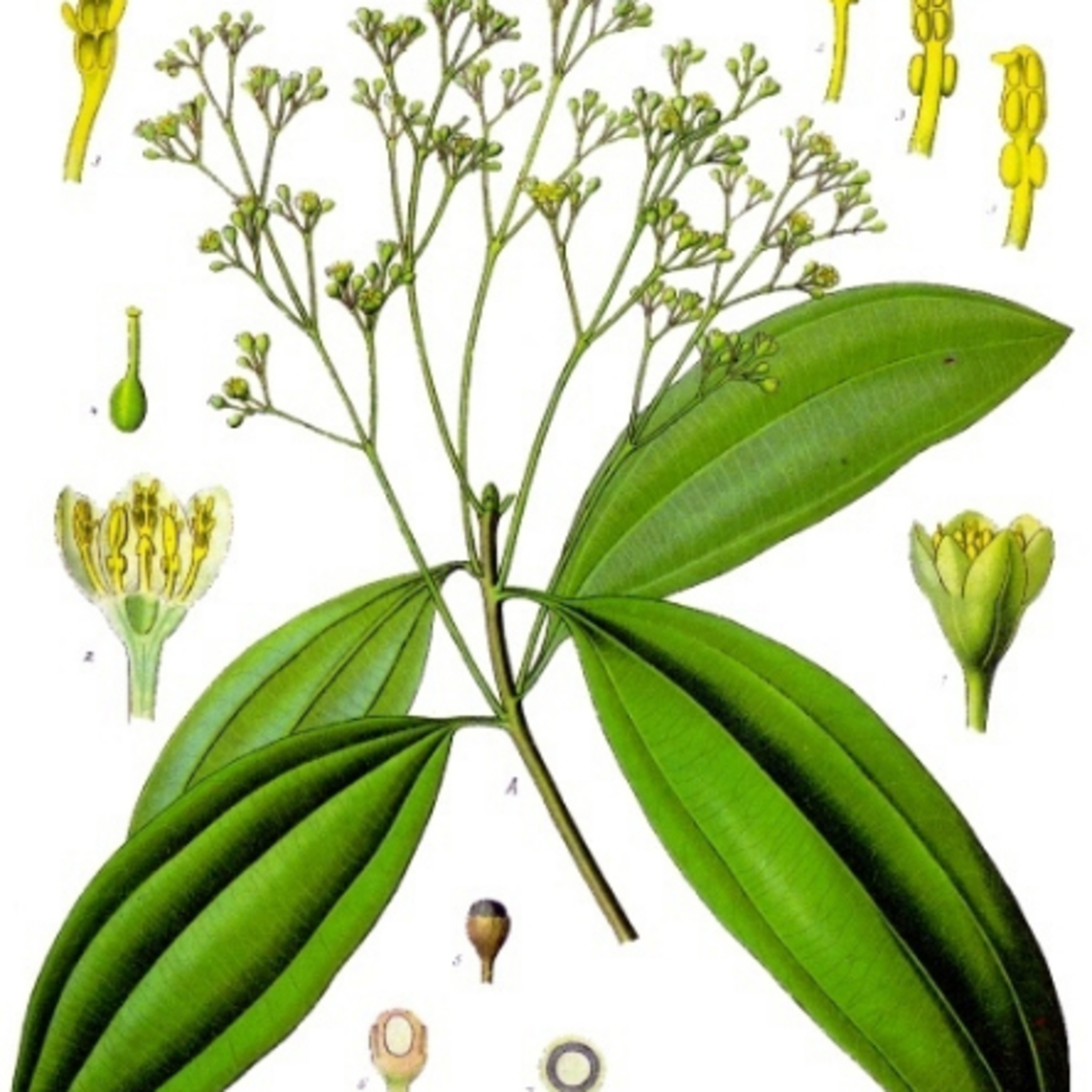 CASSIA (Cinnamomum cassia) episode artwork