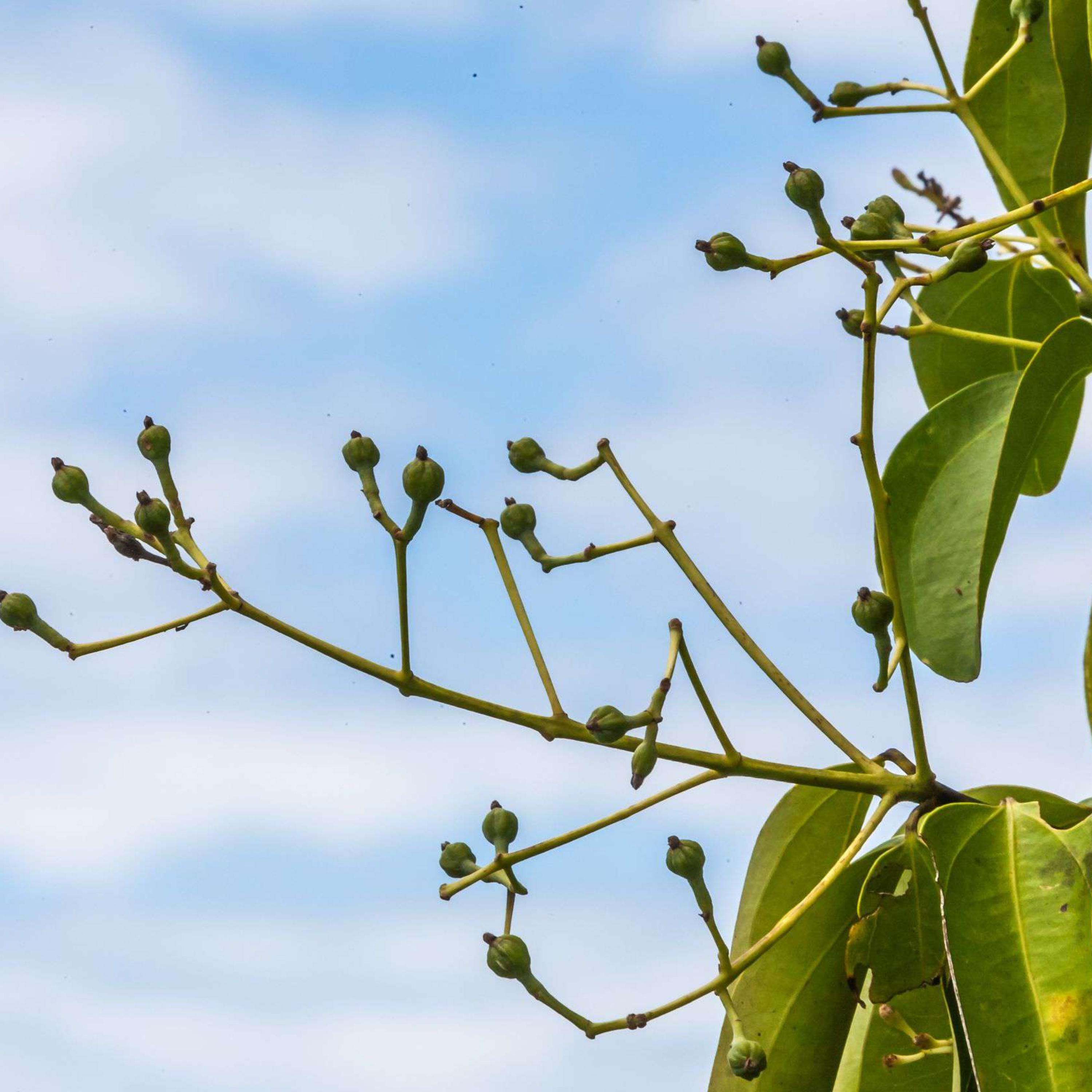 GOŹDZIK (Syzygium aromaticum) episode artwork