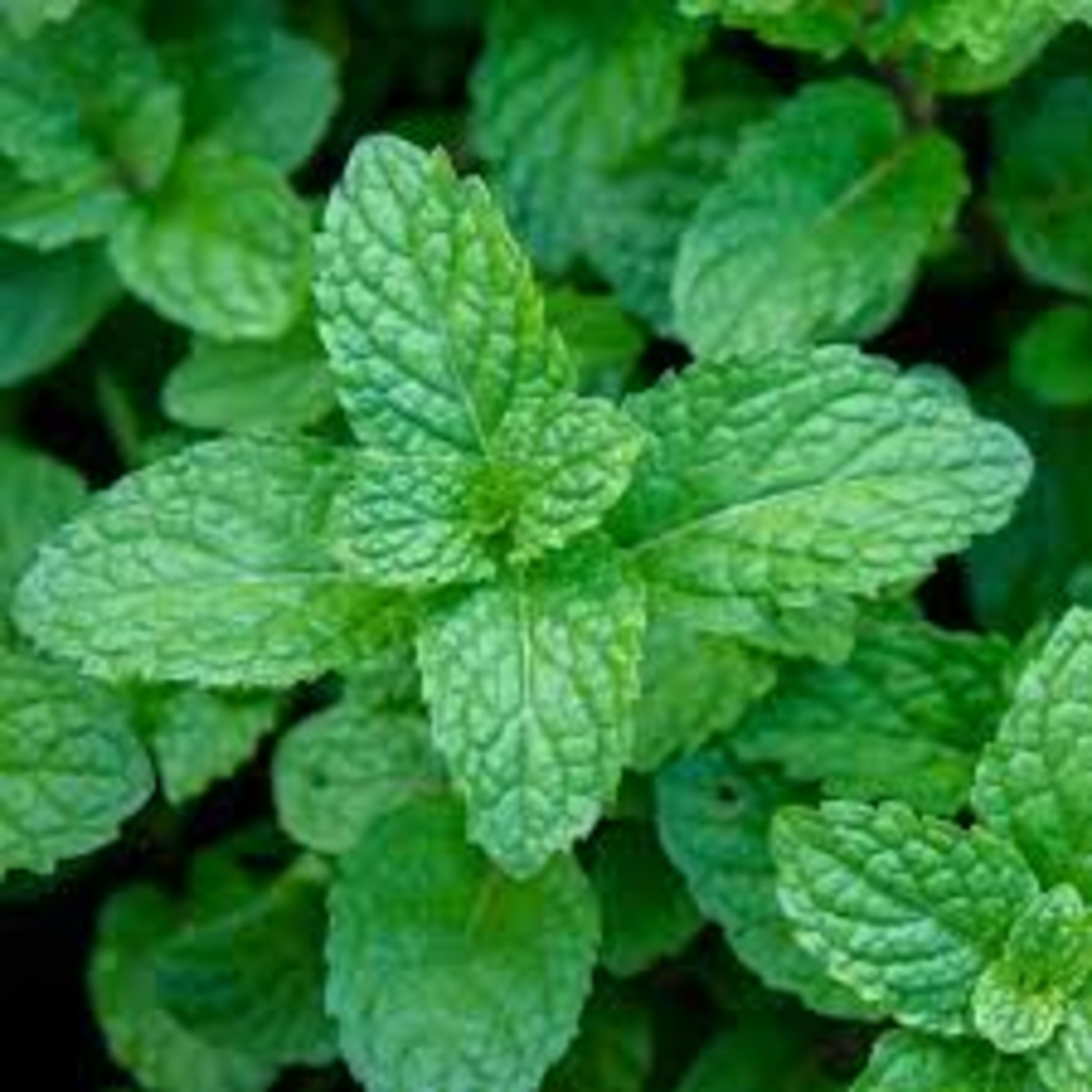 MIĘTA PIEPRZOWA (Mentha piperita)  episode artwork